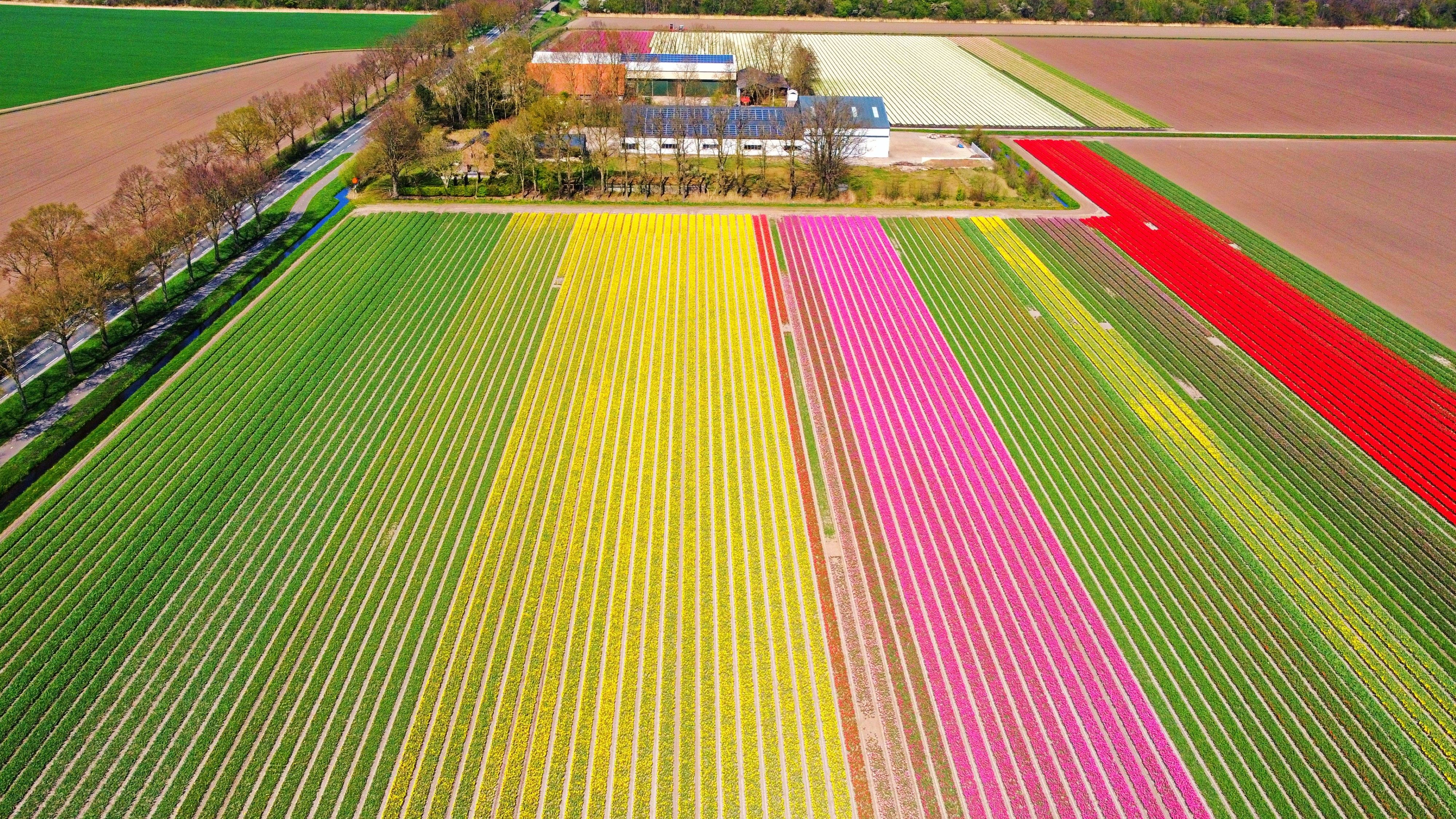 Aerial View of Vibrant Tulip Fields in Spring · Free Stock Photo