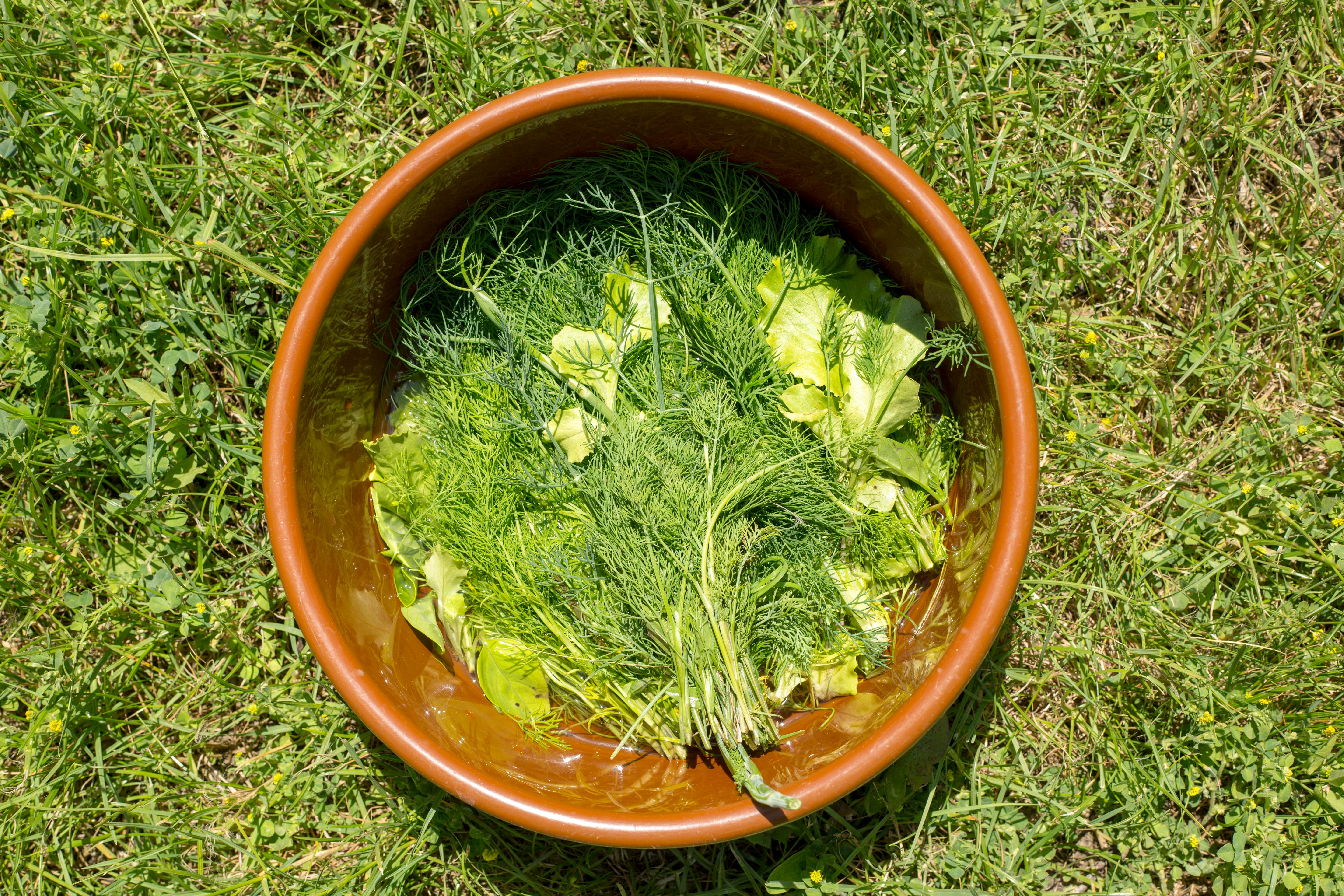 Eating Too Much of a Safe Plant at Once