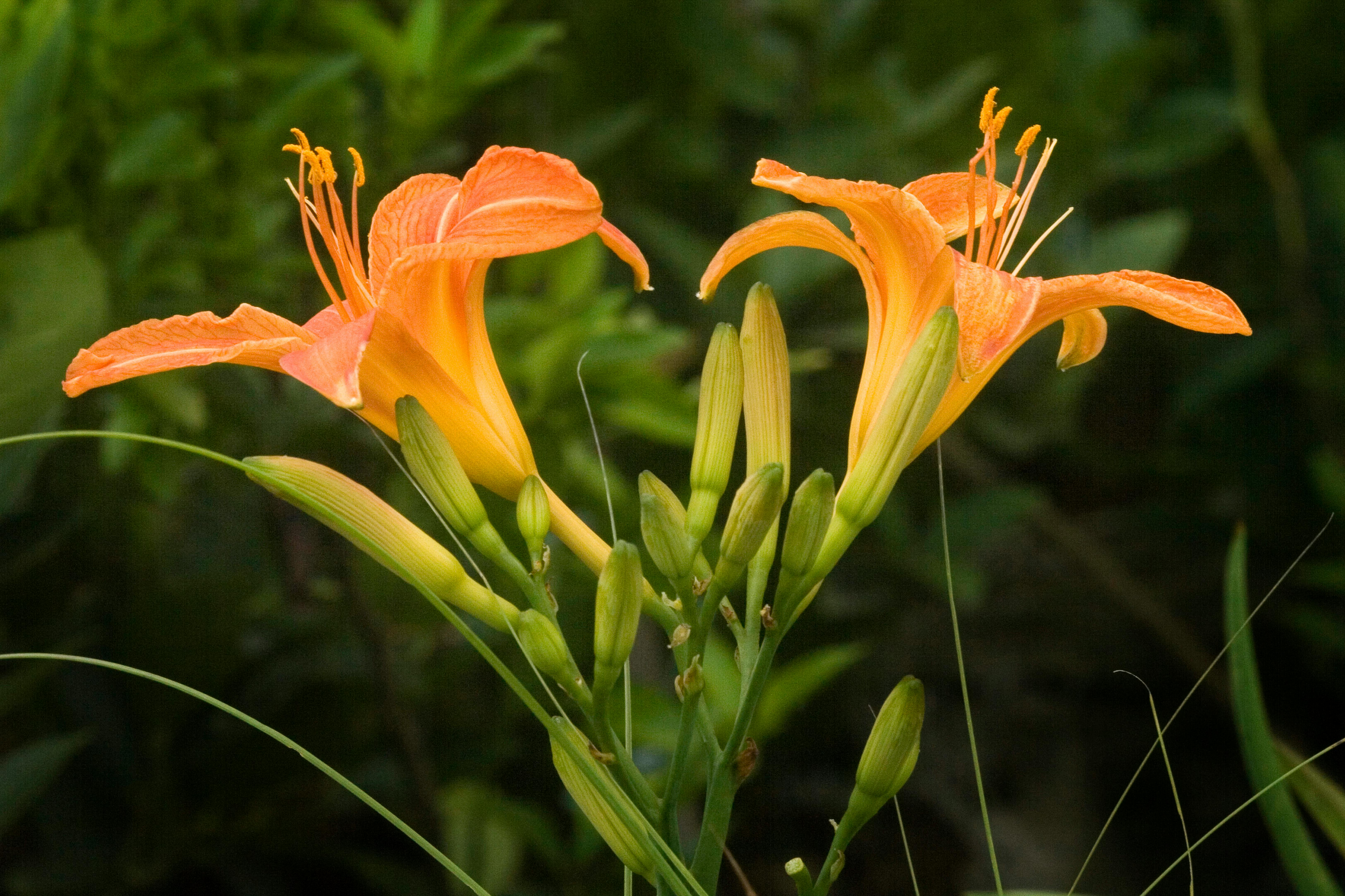 Daylily