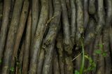 Mulethi / Licorice Root Powder