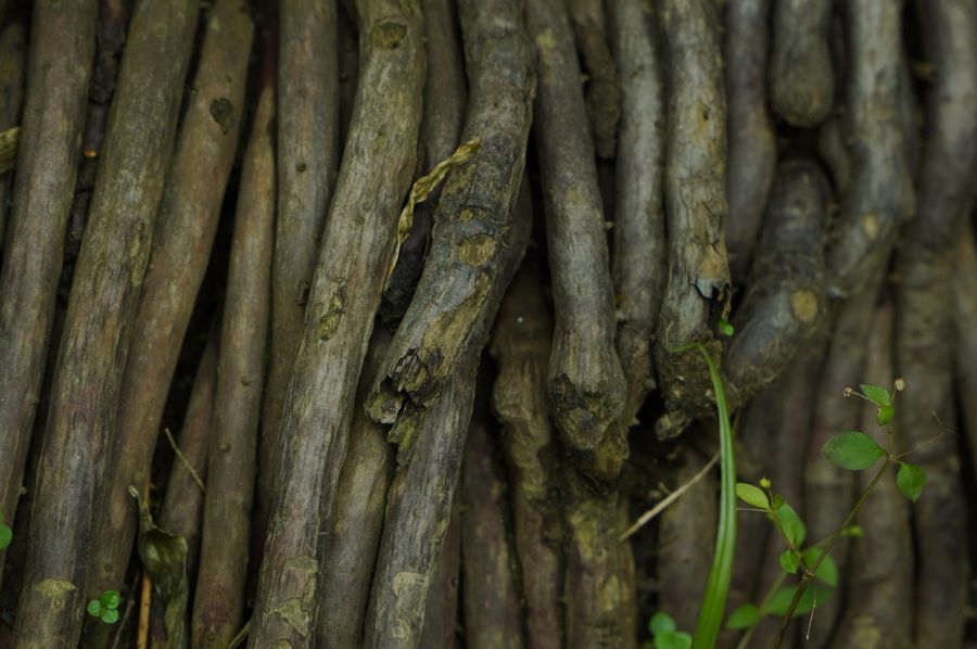 Mulethi / Licorice Root Powder
