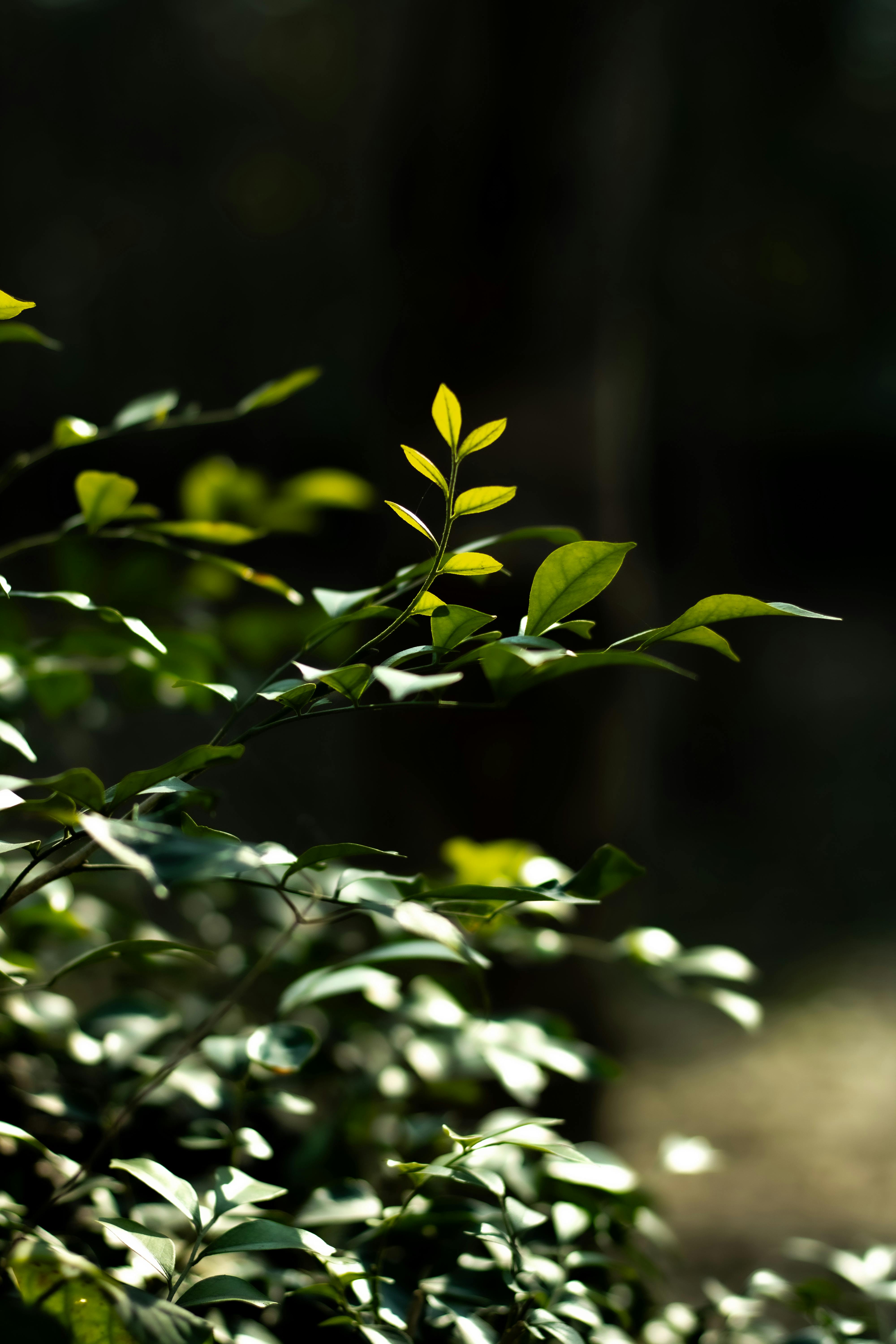 бесплатная Крупный план залитых солнцем зеленых листьев на размытом природном фоне, создающий ощущение спокойствия. Стоковое фото