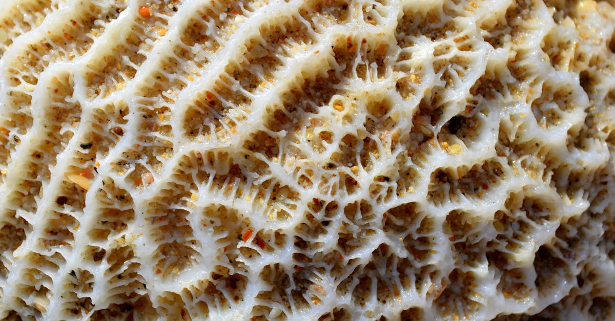 Punch Oleo Saccharum