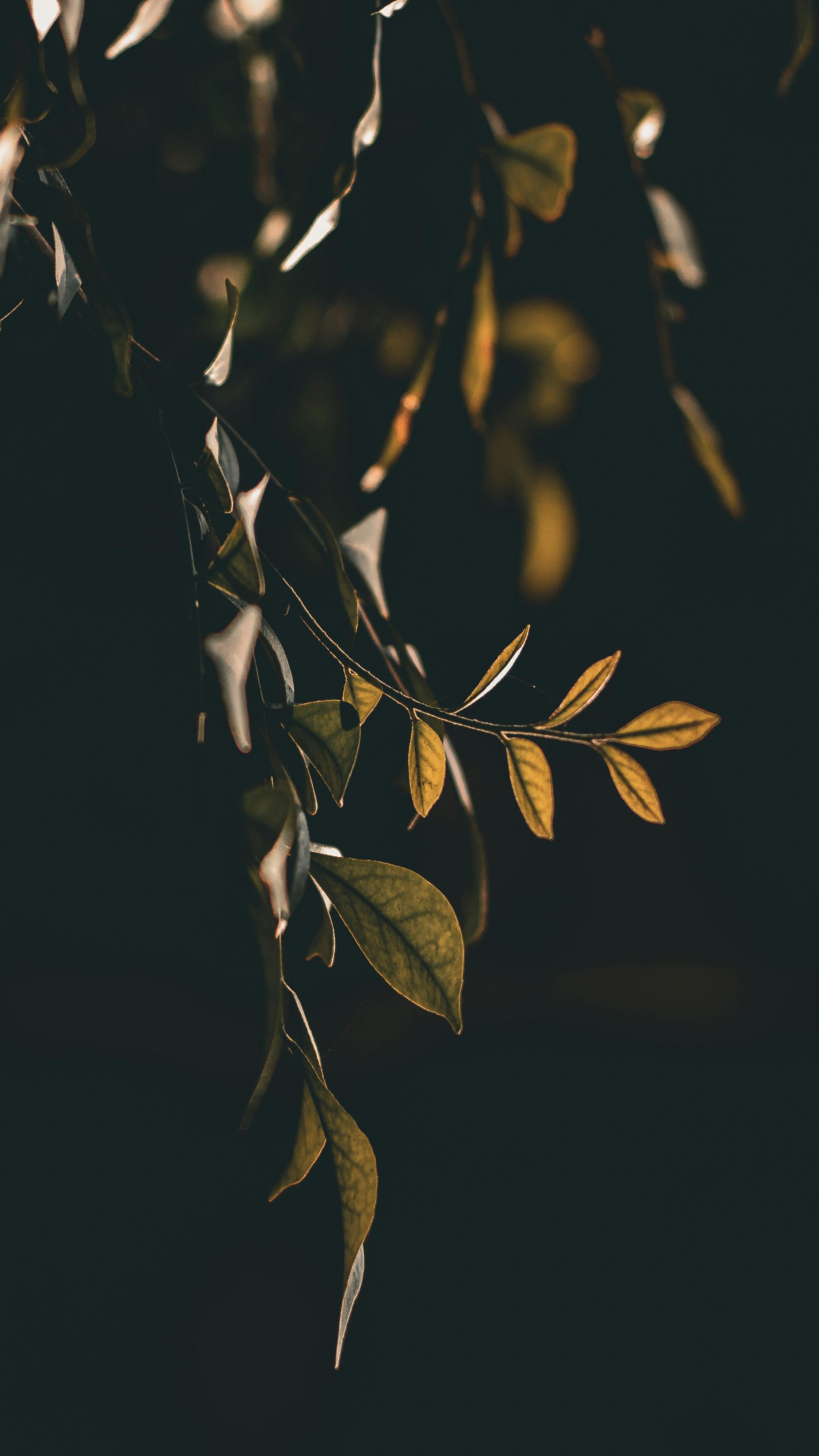 Free Dark and moody close-up of hanging tree leaves in soft lighting, creating a serene atmosphere. Stock Photo