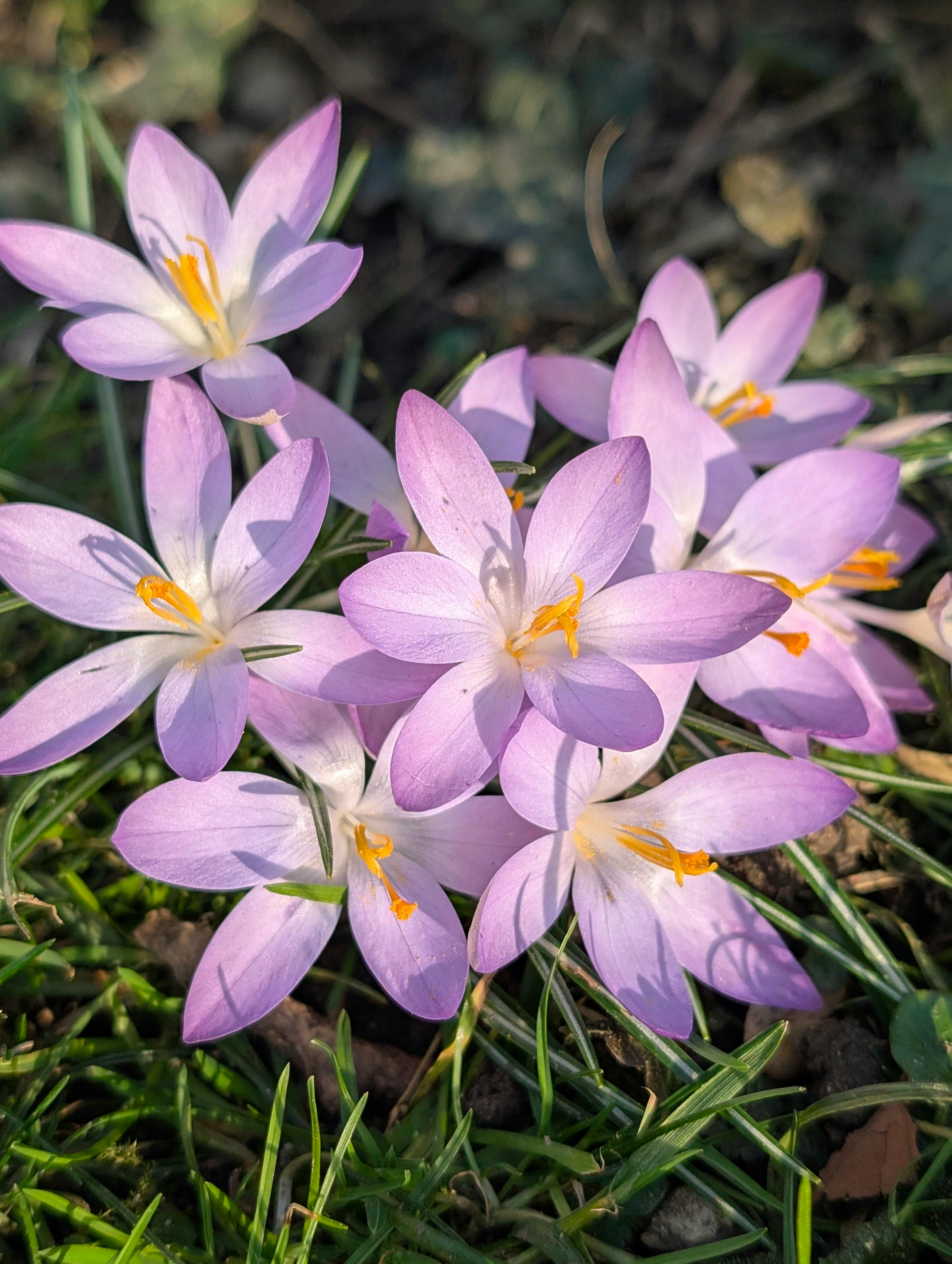 [ColoSach]-bright-purple-crocus-flowers-blooming-in-sunlight,-symbolizing-spring-renewal.