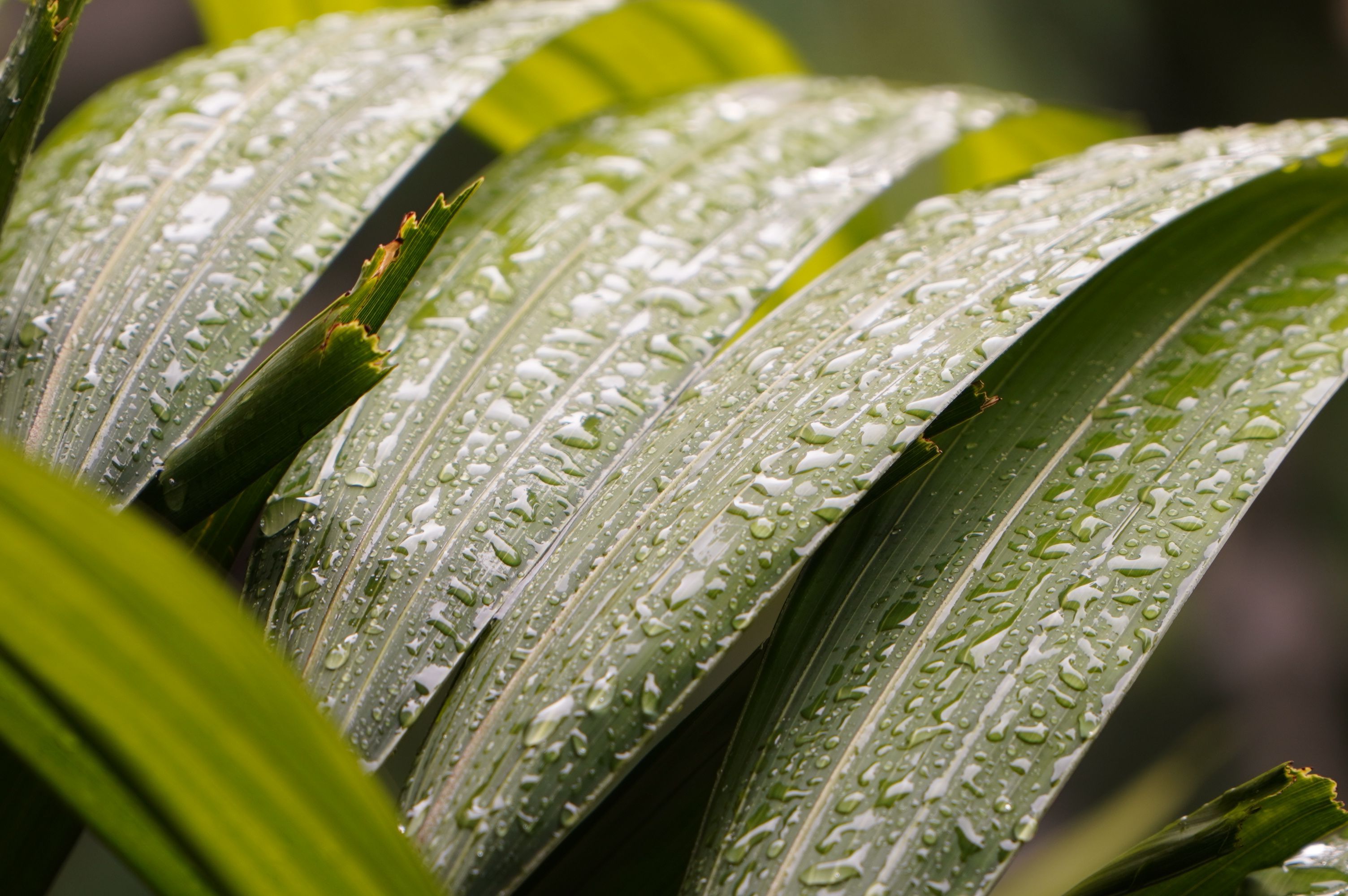 Calamus Natural Herb
