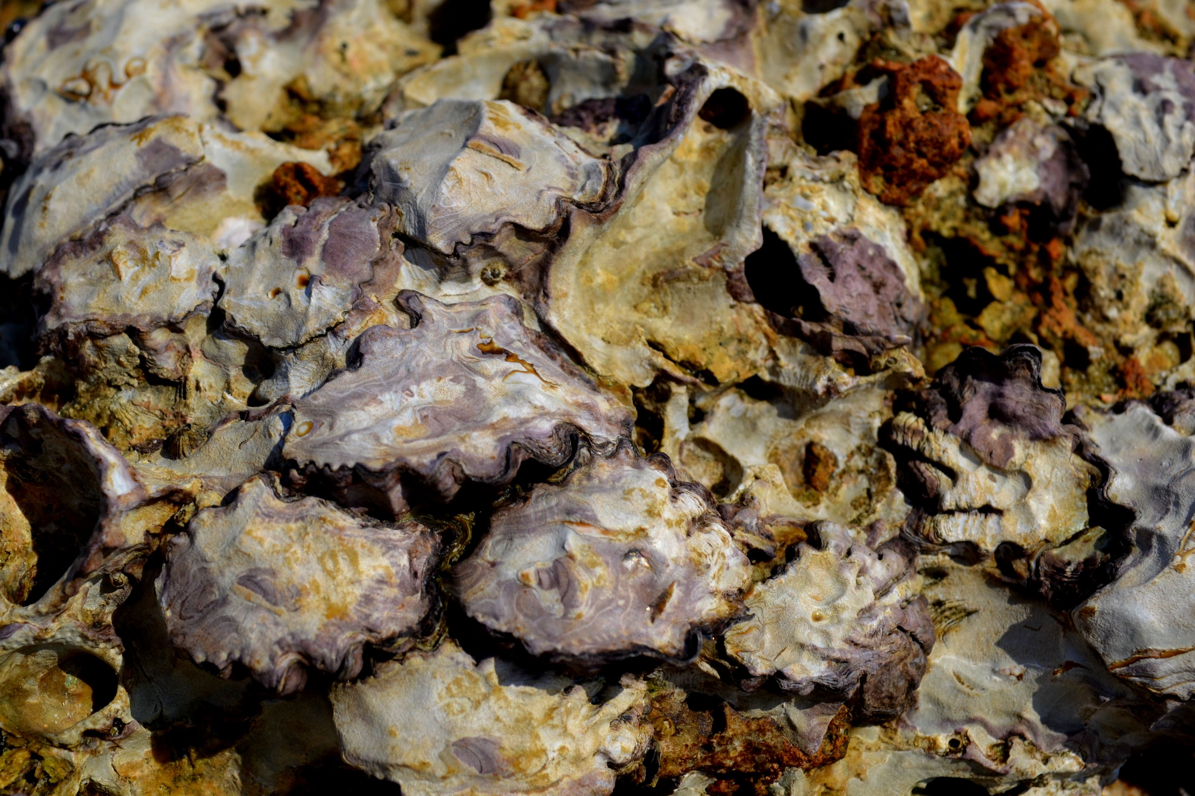 Close-up of Oyster Shells on Coastal Rocks · Free Stock Photo