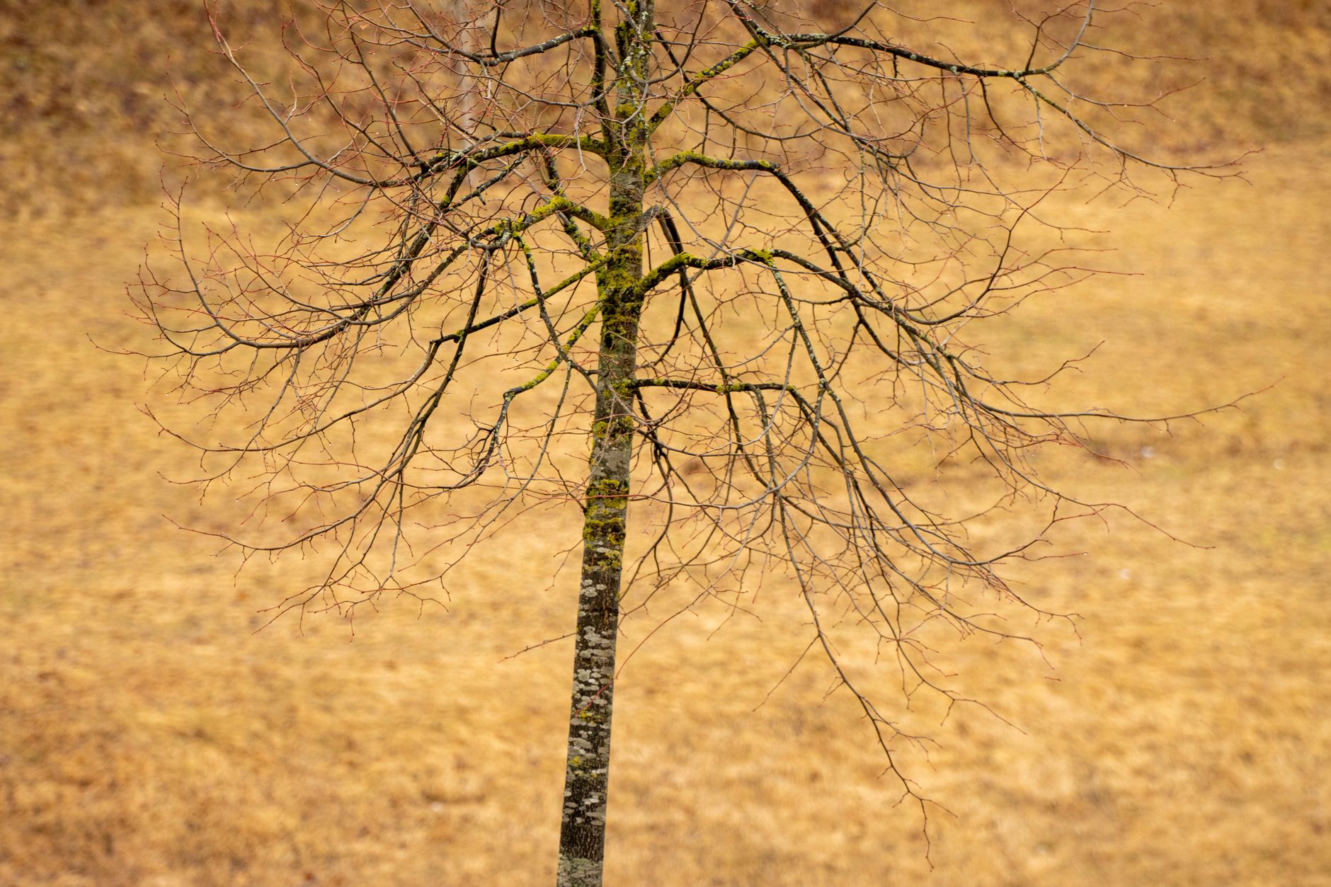 A single bare tree stands against a muted autumn field in Jönköping, Sweden.