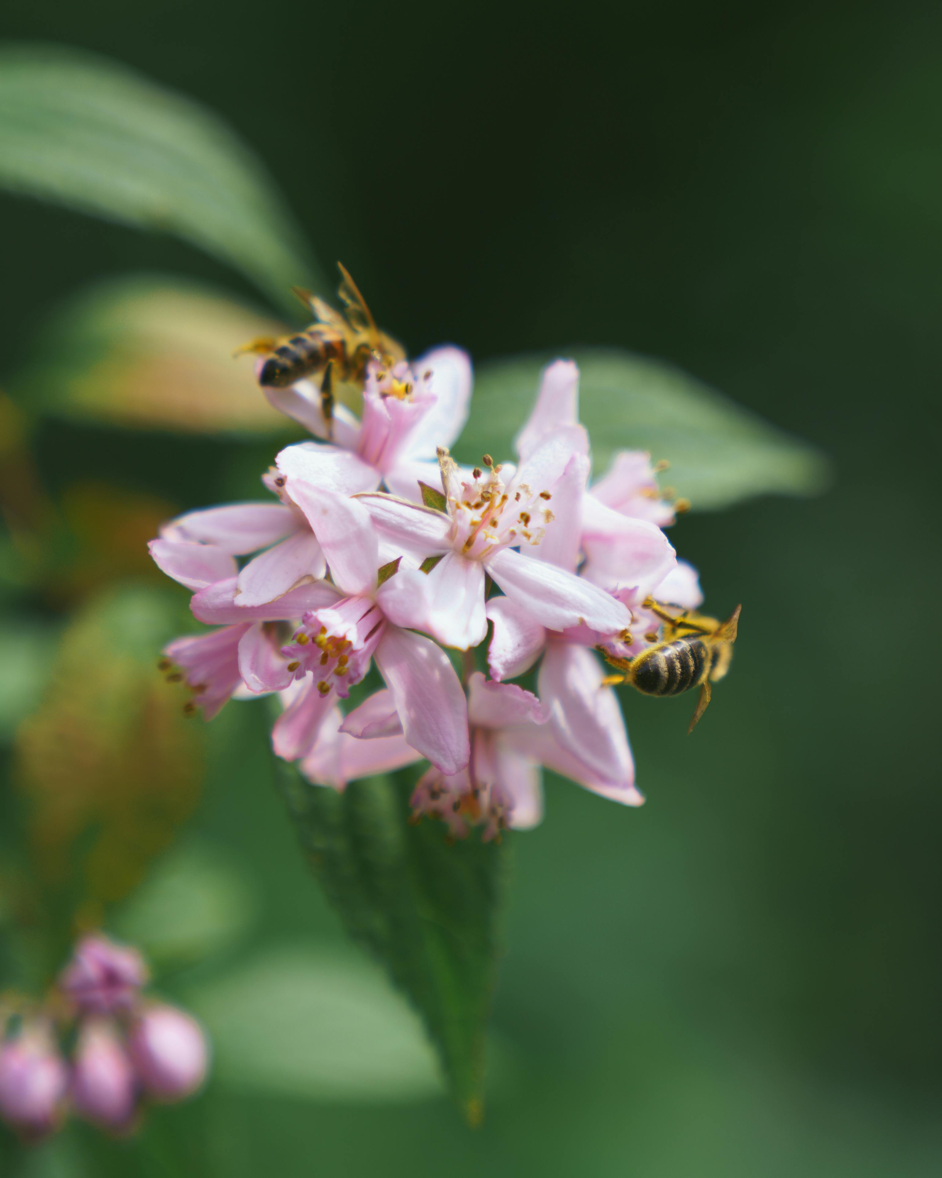 [ColoSach]-close-up-of-pink-blossoms-with-bees,-highlighting-nature's-harmony-and-beauty.