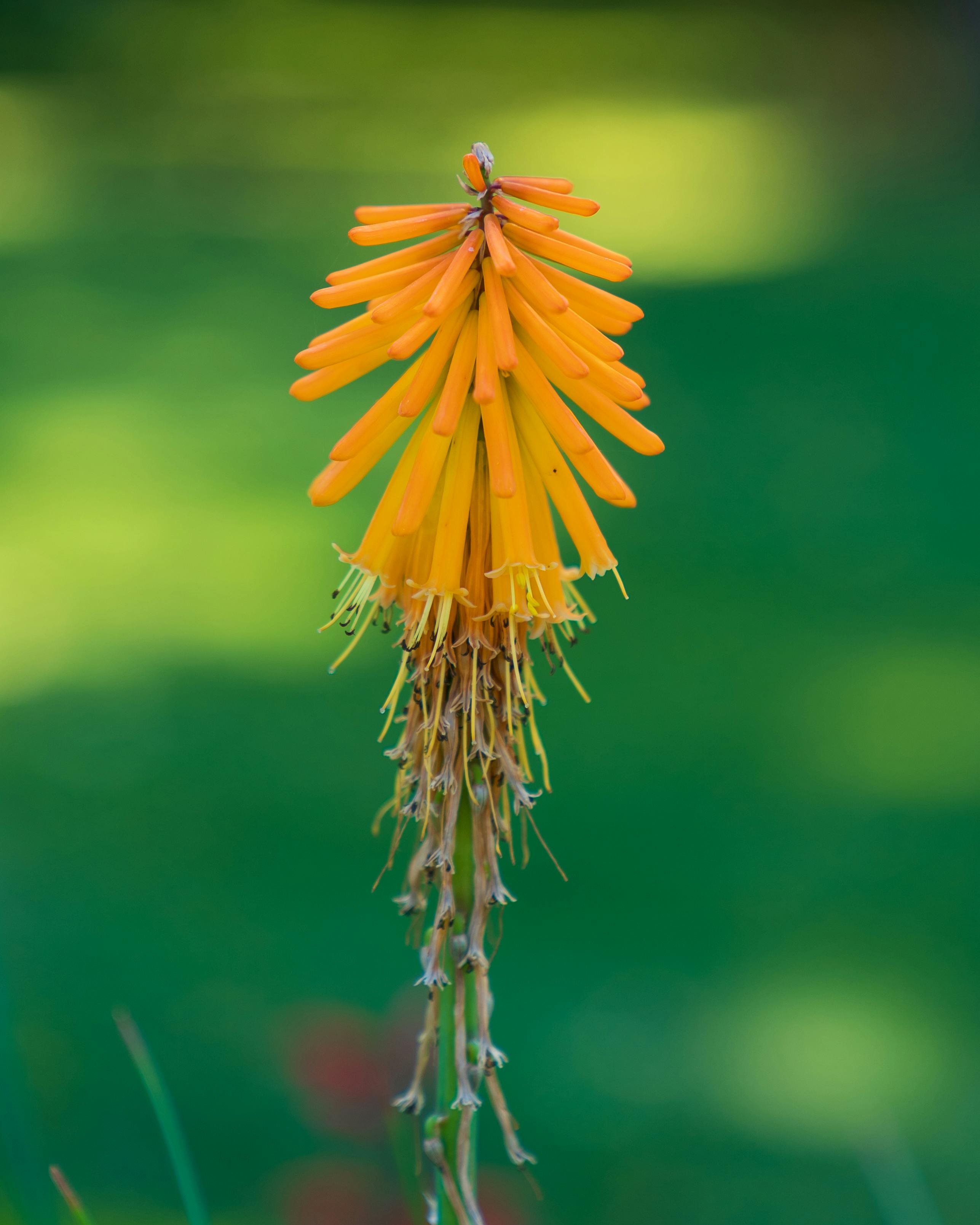 [ColoSach]-close-up-of-a-bright-yellow-torch-lily-flower-standing-out-against-a-soft-focus-green-backdrop.