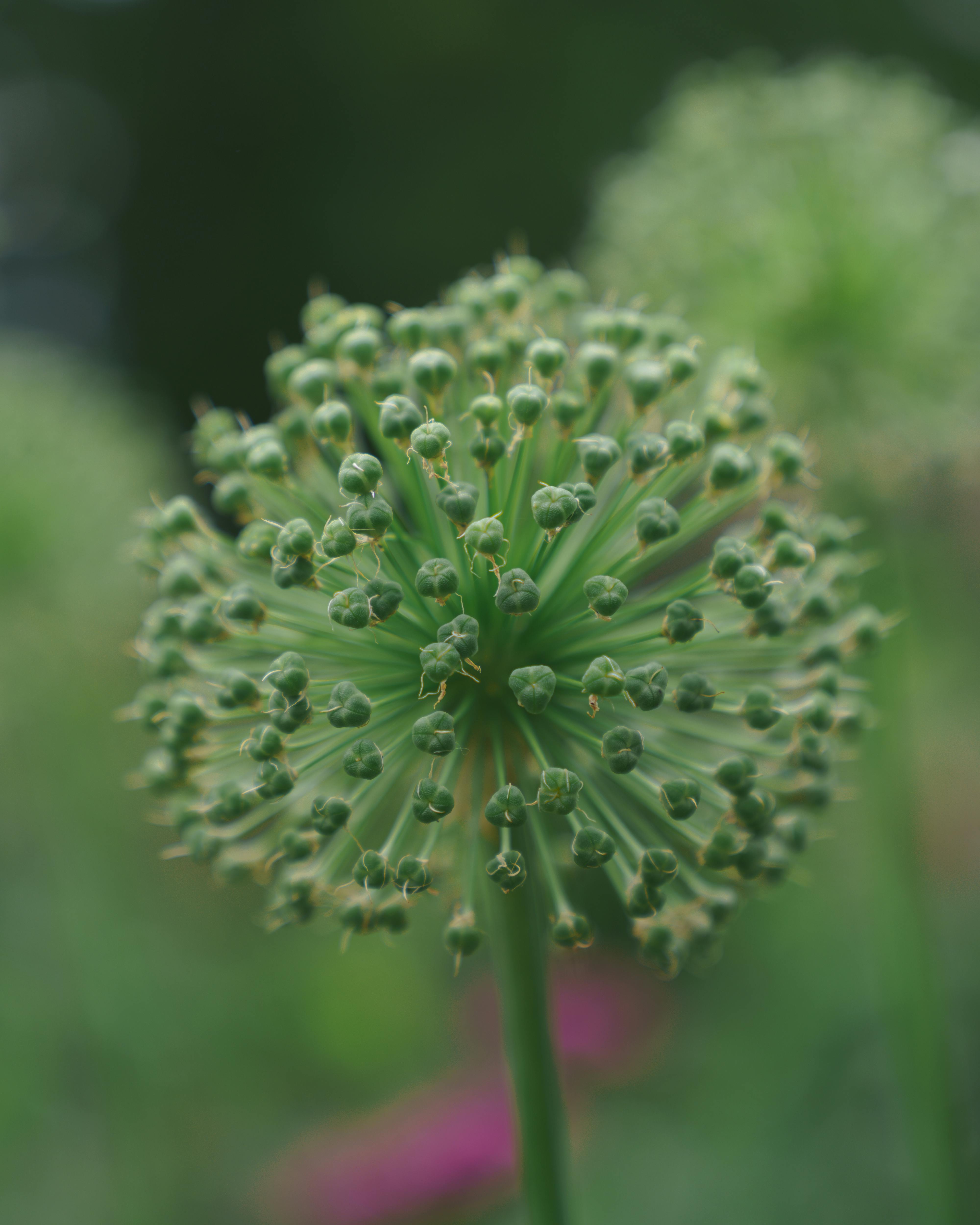[ColoSach]-detailed-allium-seed-head-with-blurred-green-background,-showcasing-nature's-intricate-design.
