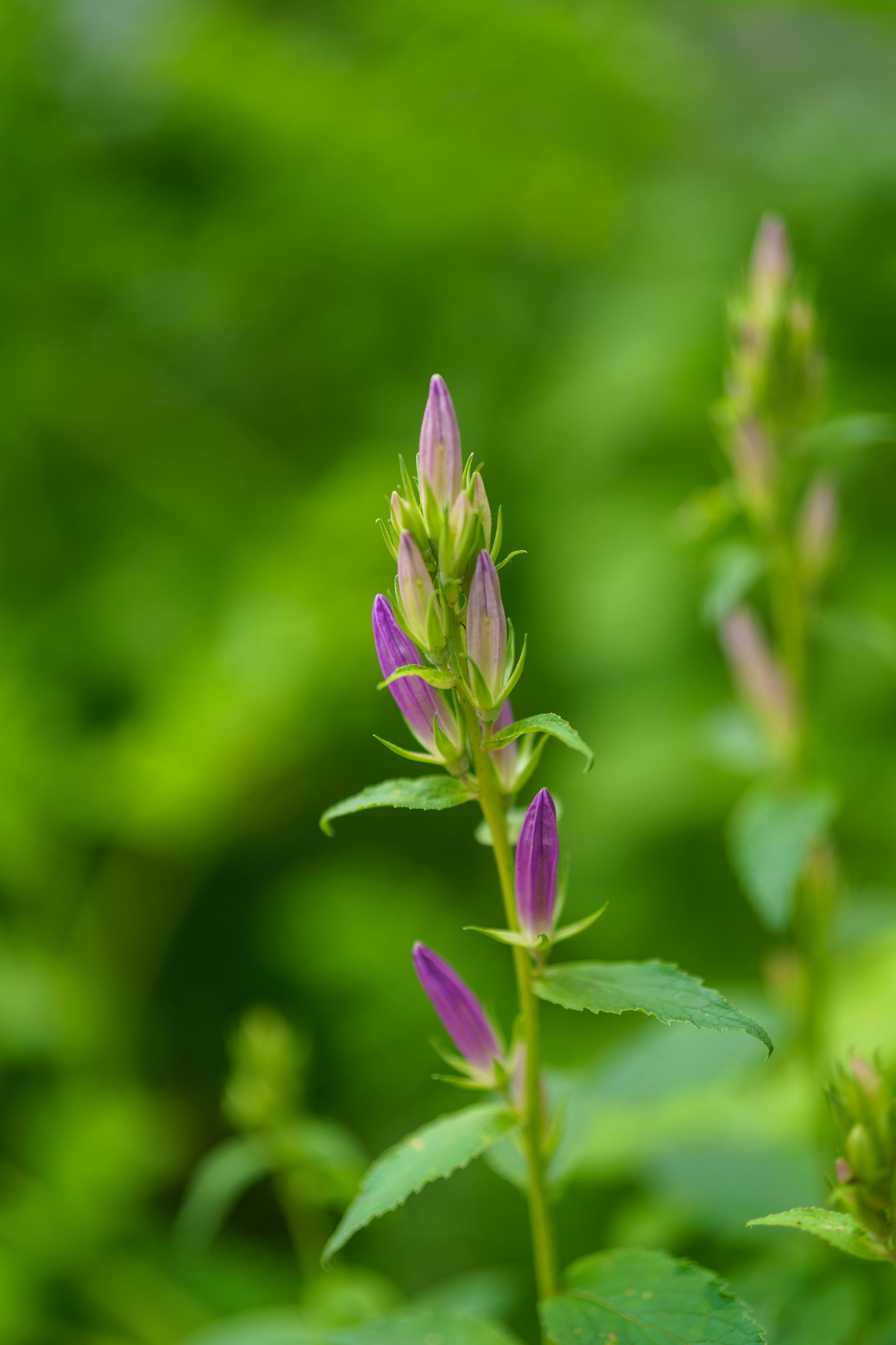 [ColoSach]-a-vibrant-close-up-of-a-purple-flower-bud-against-a-lush-green-background,-showcasing-intricate-details.