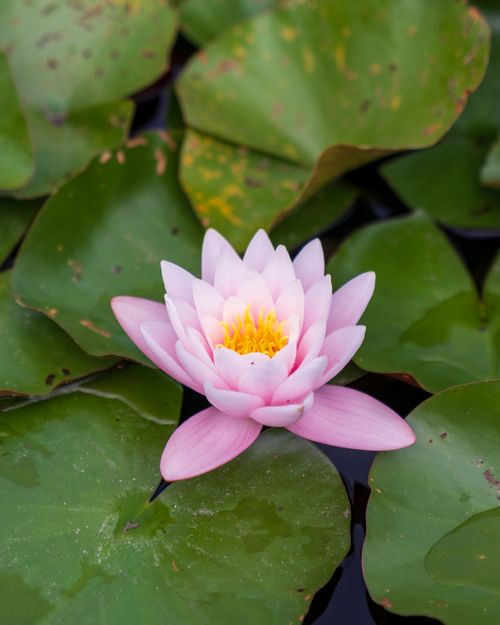 Free A beautiful pink water lily blossom with vibrant green lily pads. Perfect nature stock photo. Stock Photo