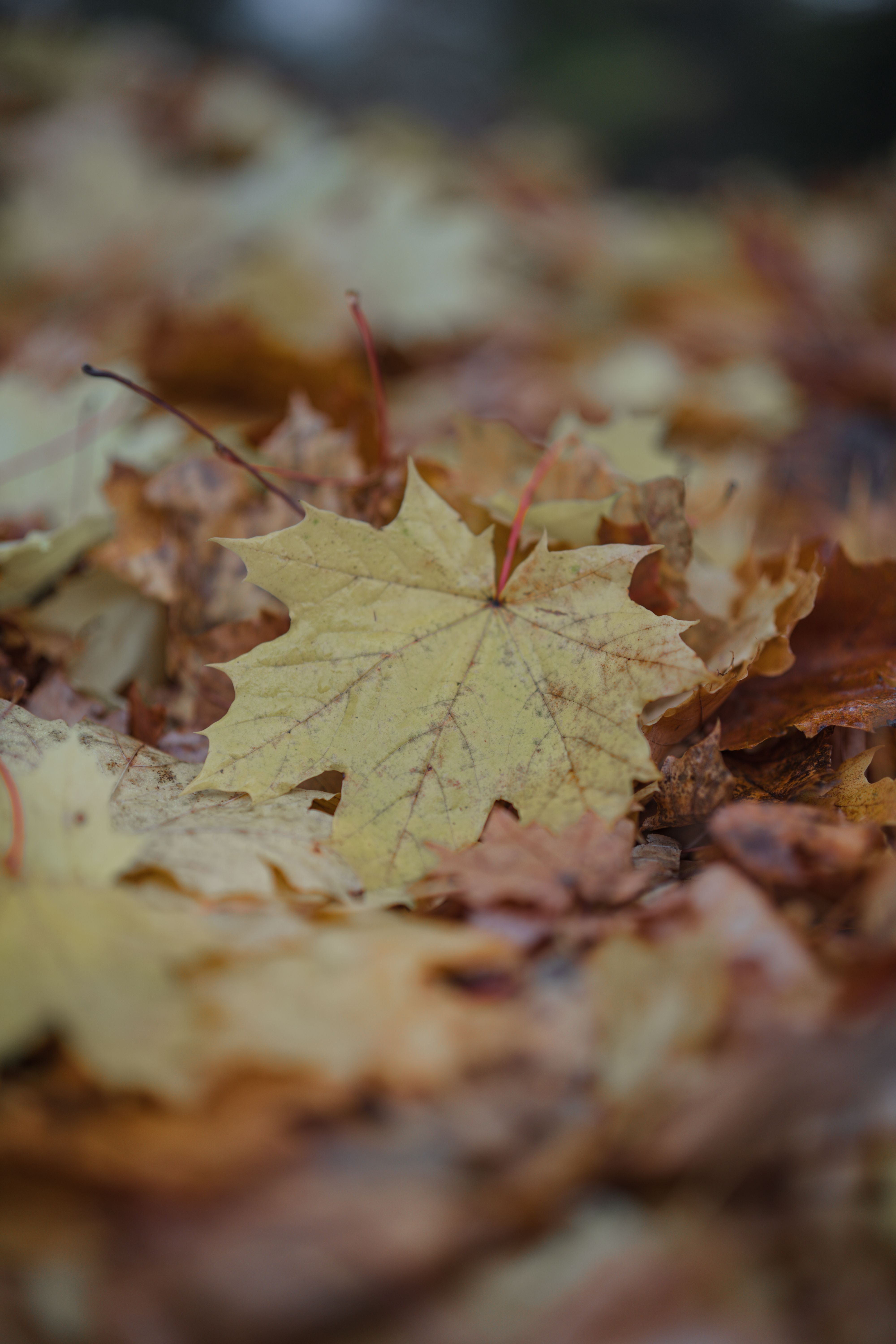 A close-up shot of vivid autumn leaves in vibrant fall colors on the ground.. close, shot, vivid