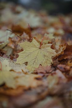 A close-up shot of vivid autumn leaves in vibrant fall colors on the ground.