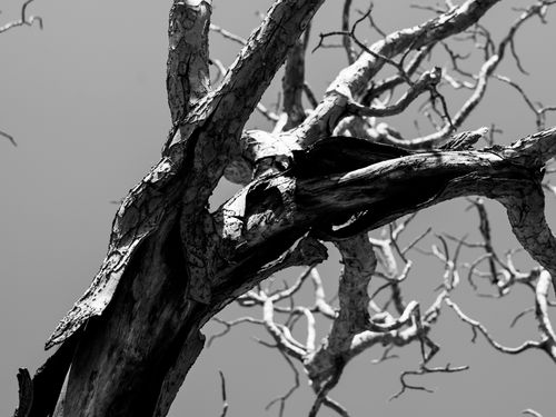 Free A dramatic black and white photo capturing the intricate details of twisted and gnarled tree branches. Stock Photo