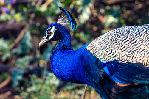 Free Close-up of a vibrant blue Indian Peacock in its natural habitat, showcasing its stunning plumage. Stock Photo