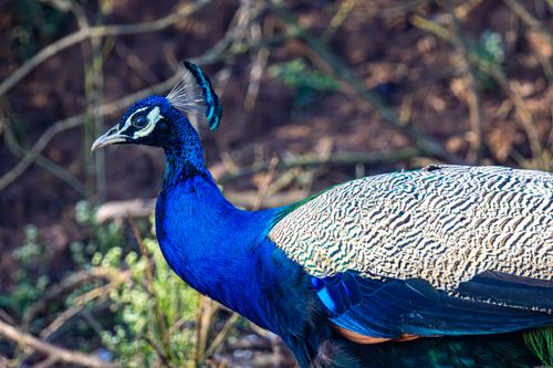 Free Close-up of a colorful Indian peafowl displaying its vibrant plumage outdoors. Stock Photo