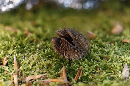 Detailed macro shot of a spiky seed pod on a lush mossy forest floor.