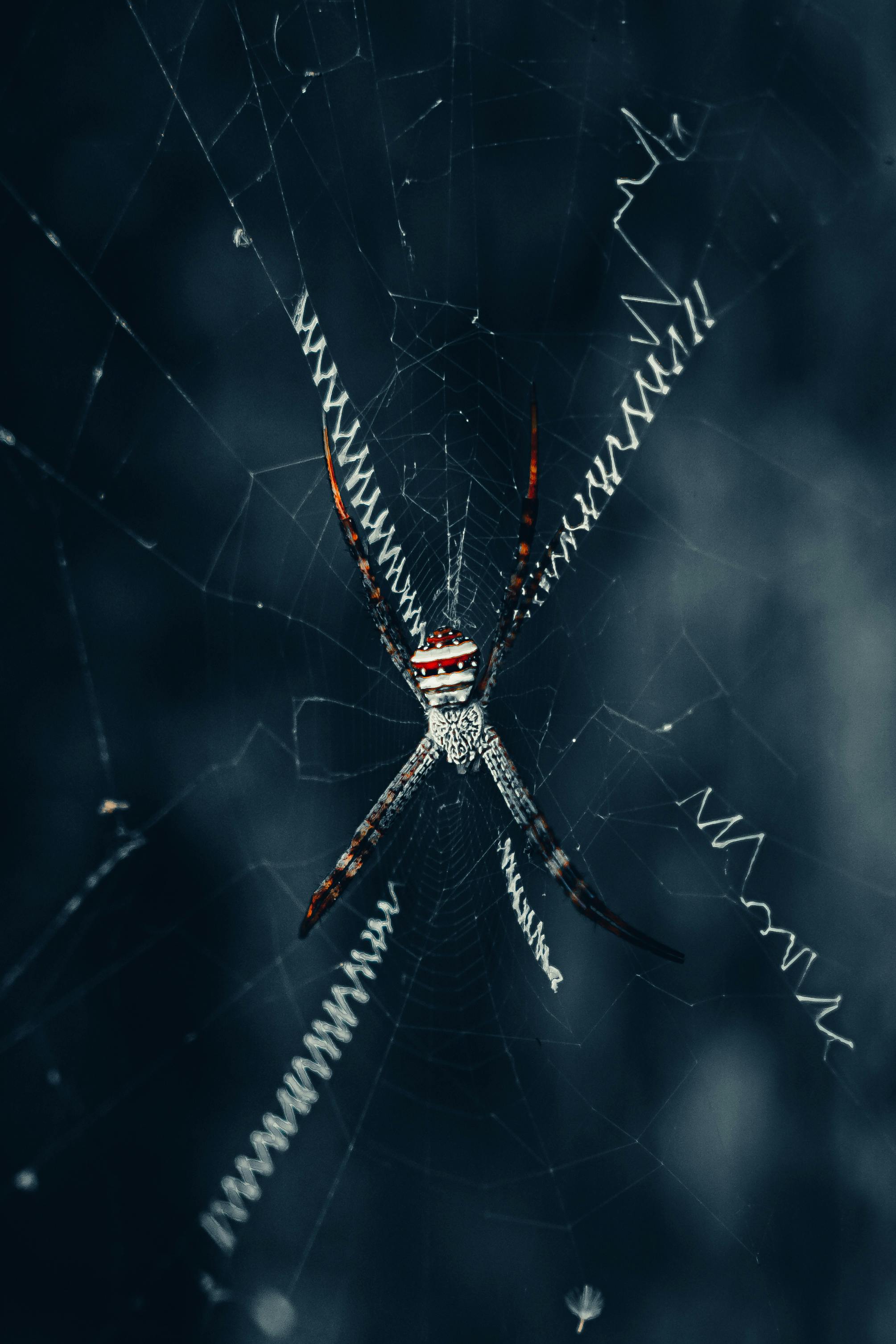 Gratis Immagine gratuita di 8 gambe, arachnology, aracnide Foto a disposizione