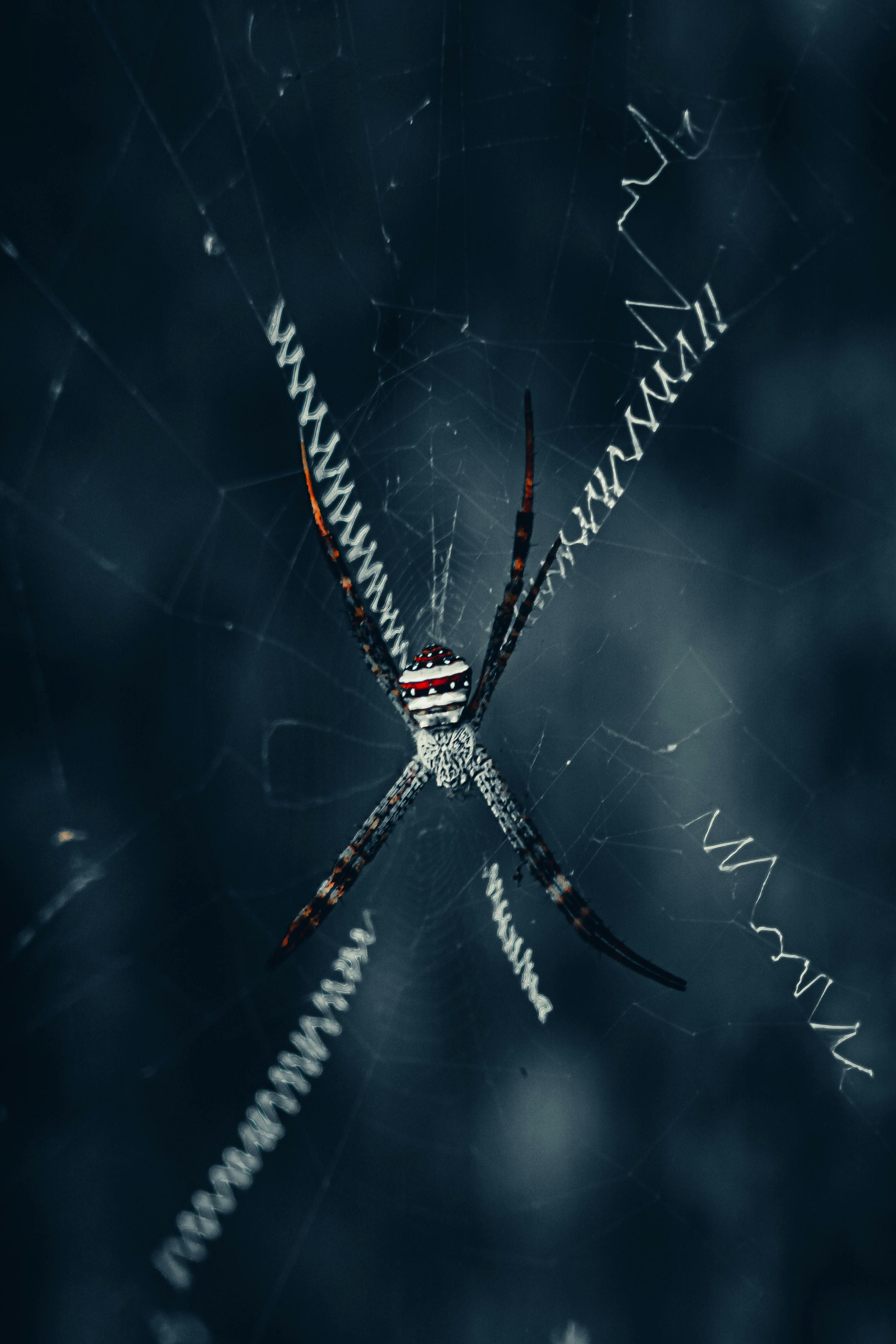 無料 アジア, アルギオペ, アルジオペ・ブレンニッチの無料の写真素材 写真素材