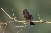 Close-up of a red-vented bulbul (Pycnonotus cafer) perched on a branch.