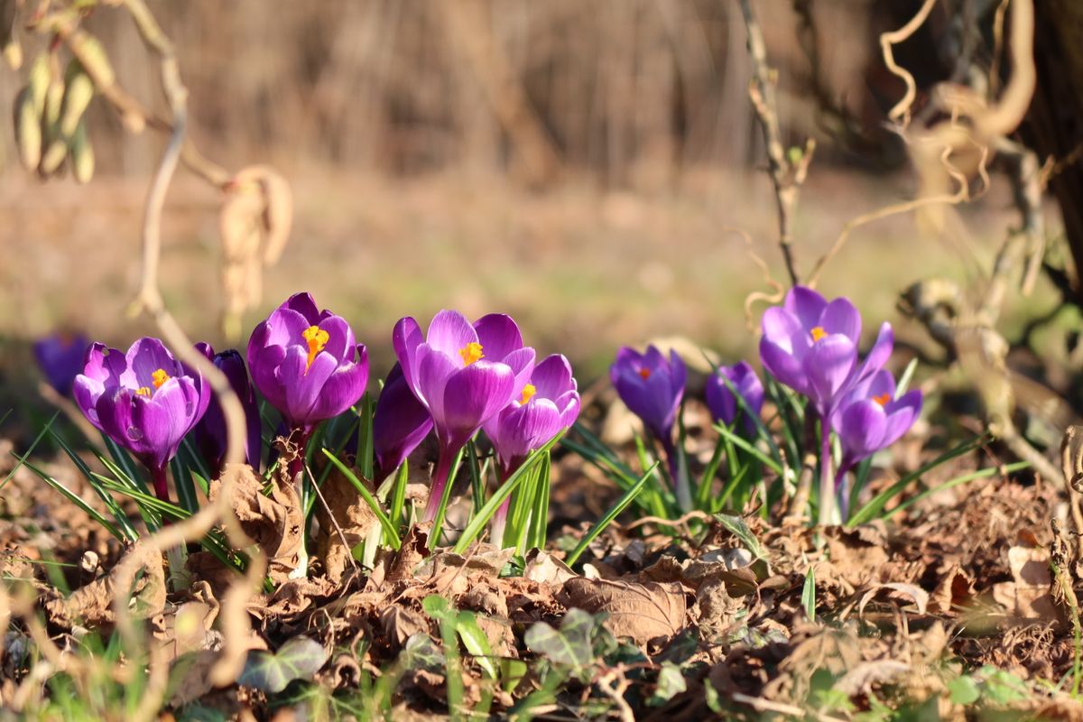 Purple crocuses blooming through leaf litter