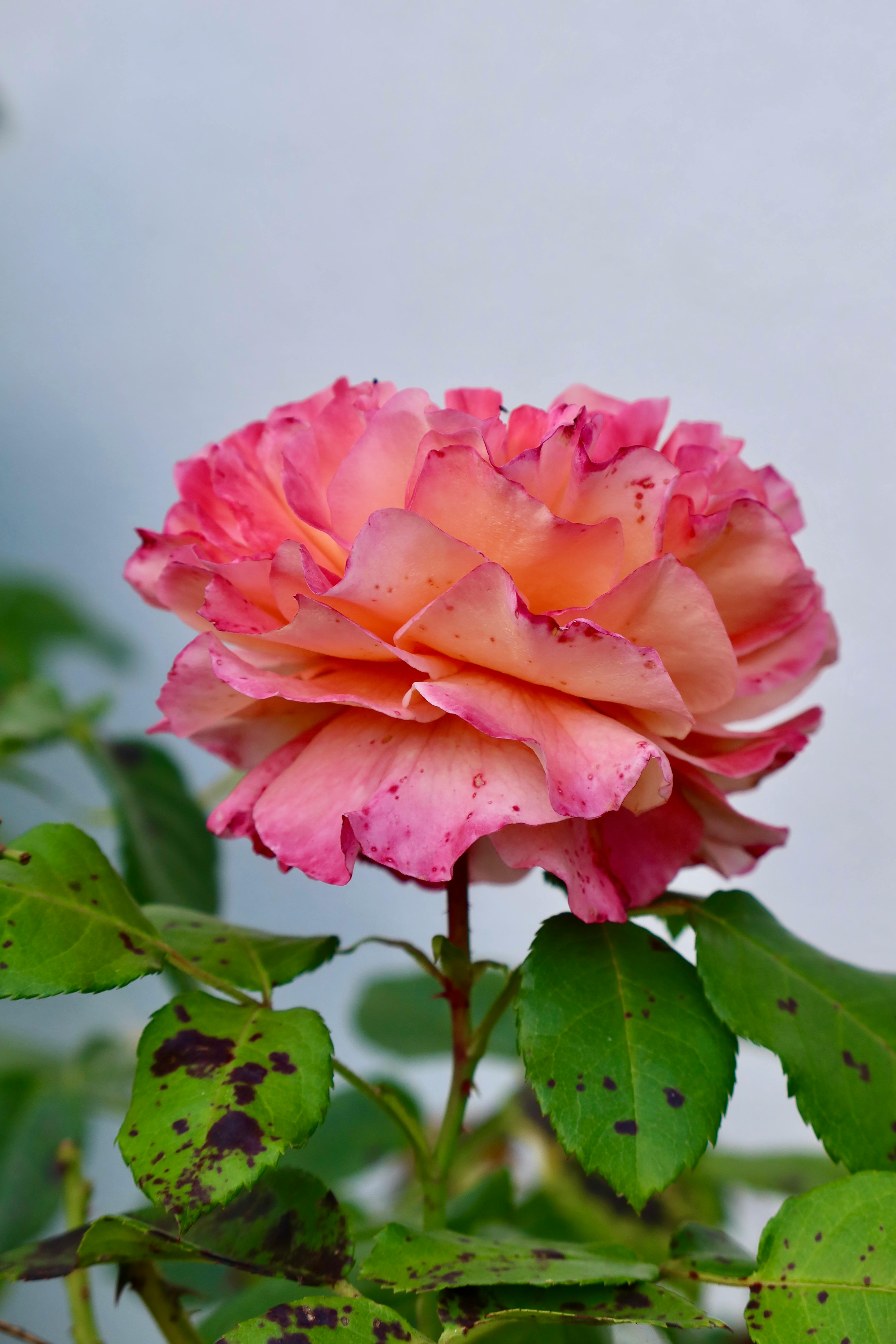 Free Stunning close-up of a vibrant pink rose with lush green leaves. Stock Photo