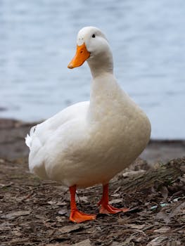 A serene image of a white duck standing by a calm lakeside, captured in natural light.