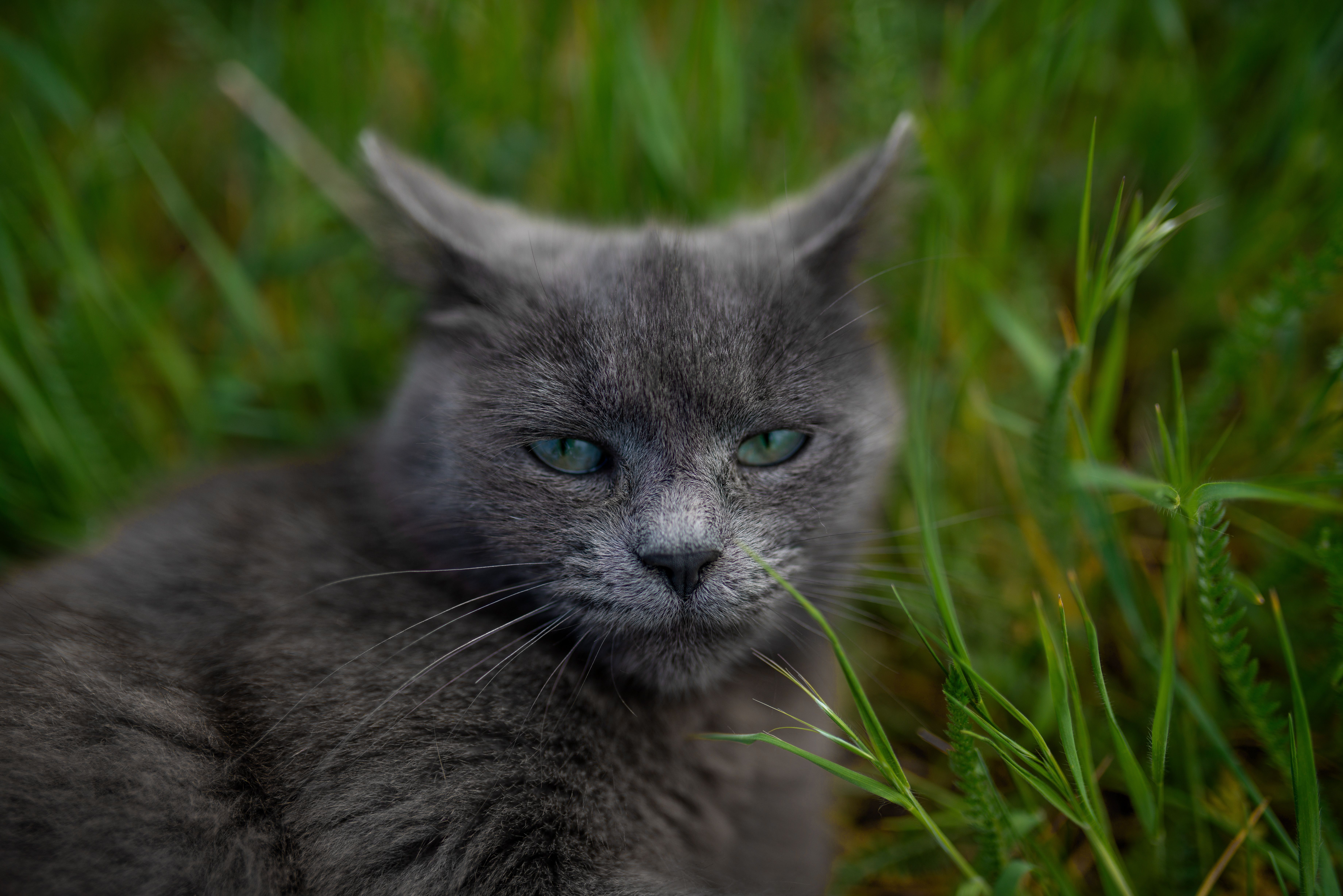 猫草