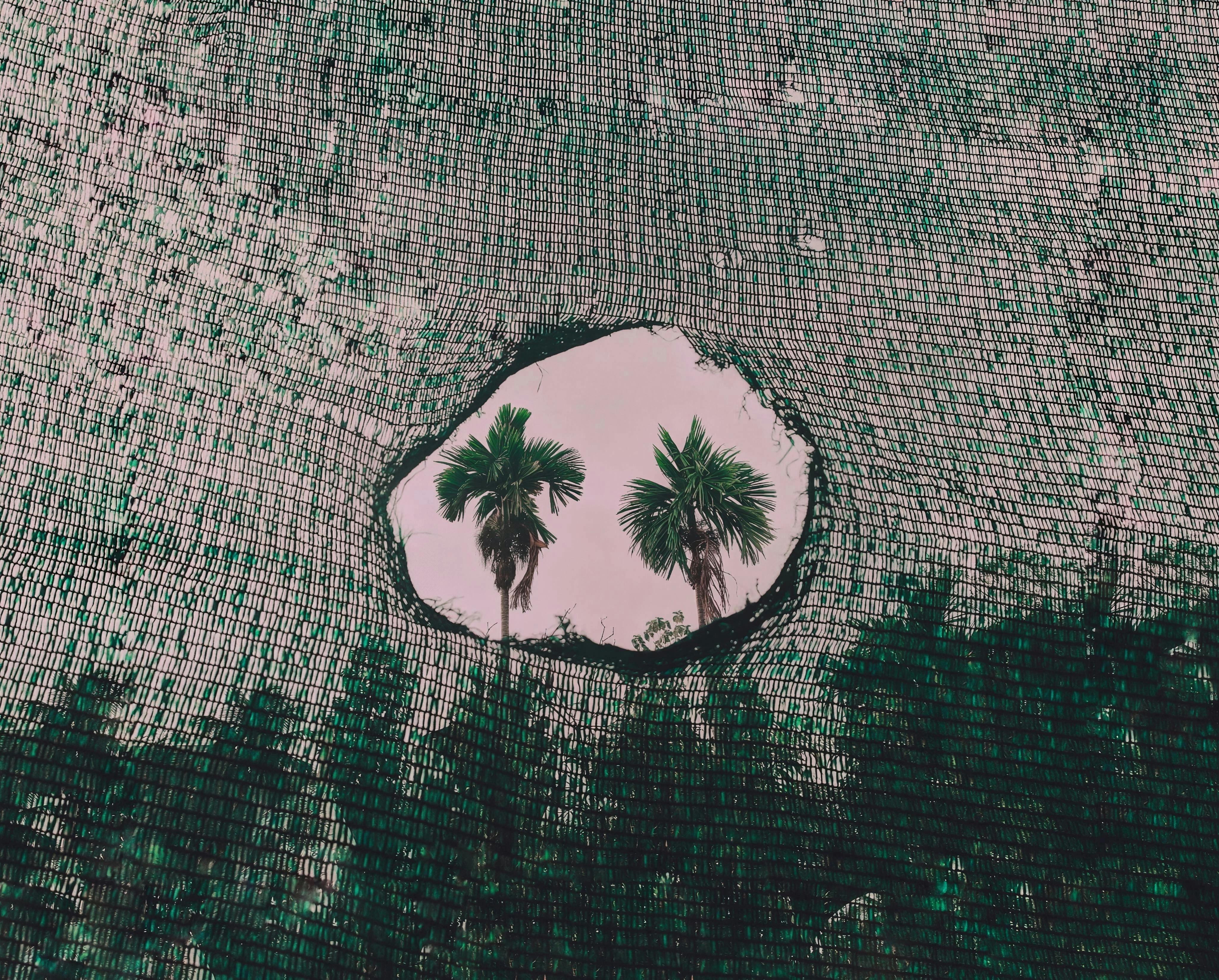 Gratis Vista di palme attraverso un foro nella rete a Ernakulam, India. Foto a disposizione