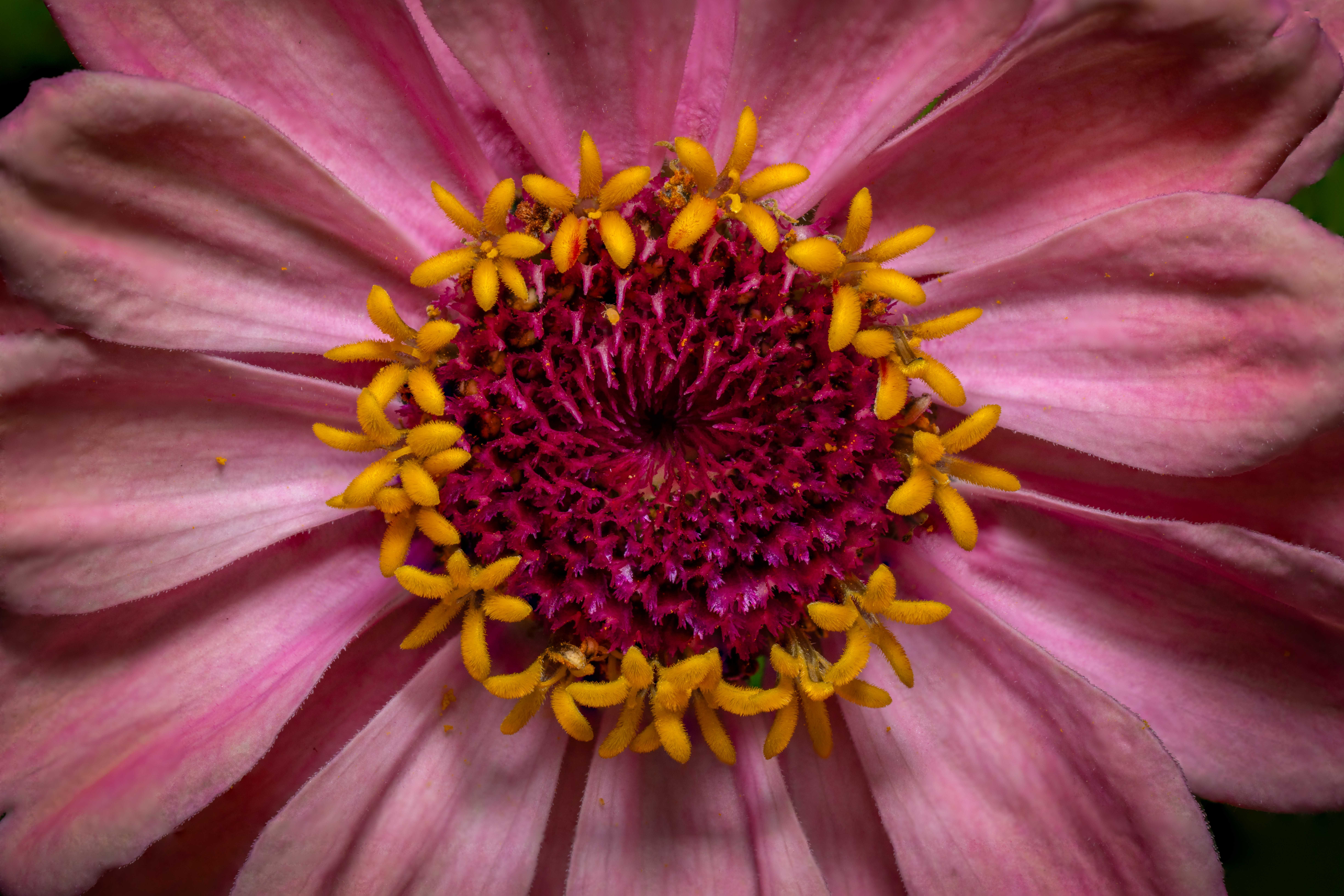 Fleurs zinnias : Guide culture facile