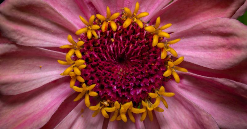 Fleurs zinnias : Guide culture facile