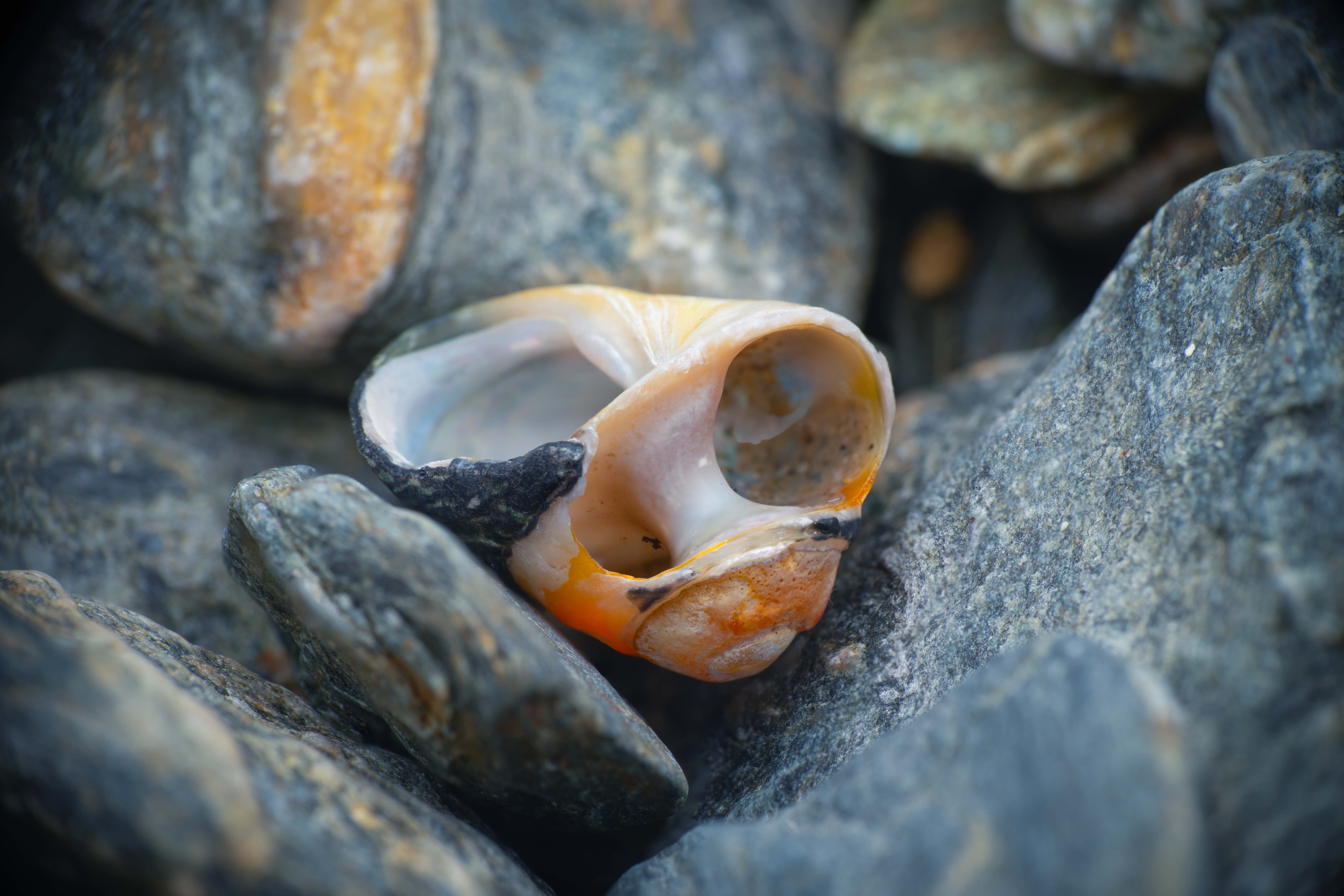 A 125-Million-Year-Old Shellfish Was Found With Its Babies Inside