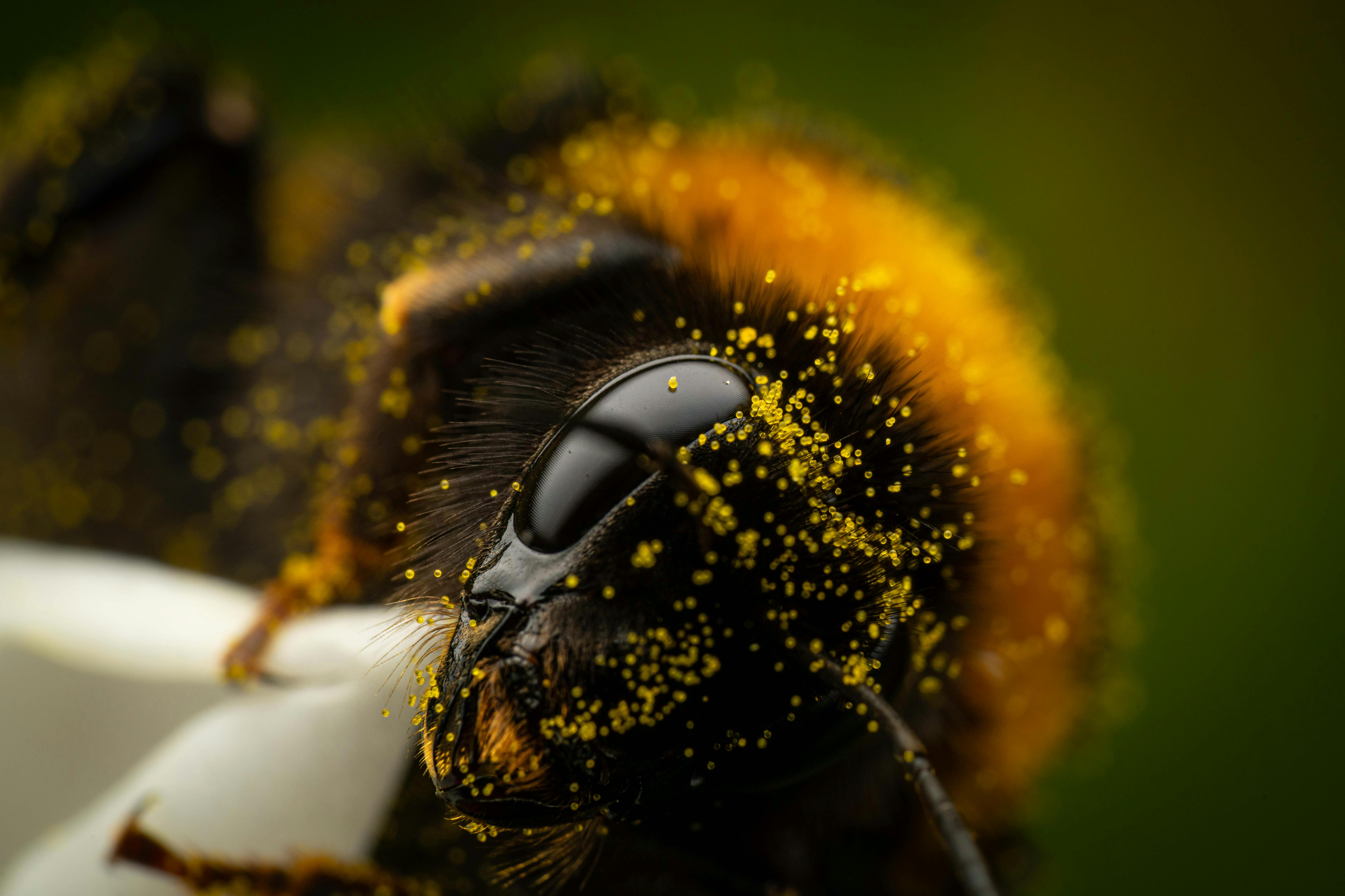 Macro image of a bumblebee covered in yellow pollen on a vibrant green background.