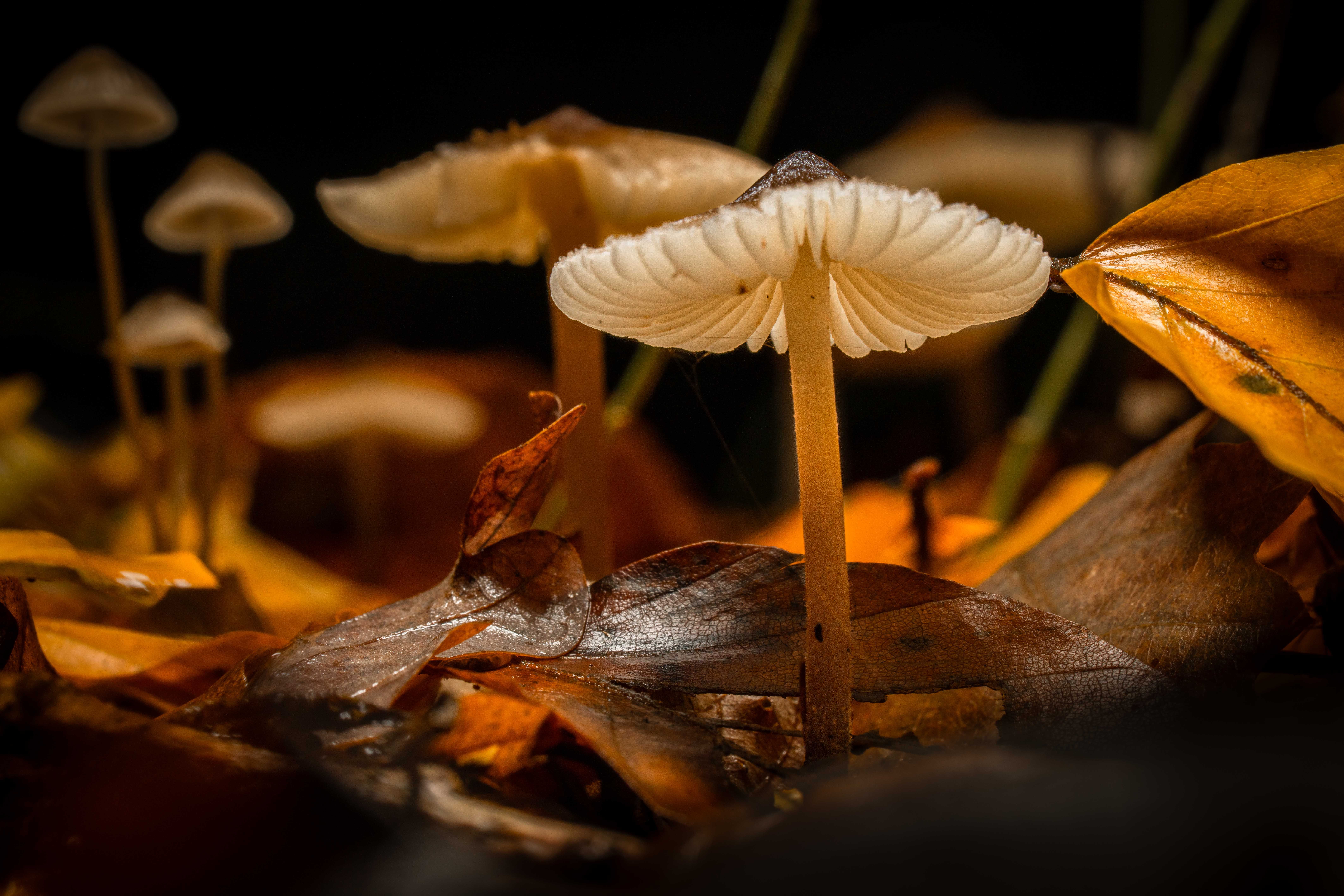 Toenail Fungus: Why Bleach is a Bad Idea and What Actually Works