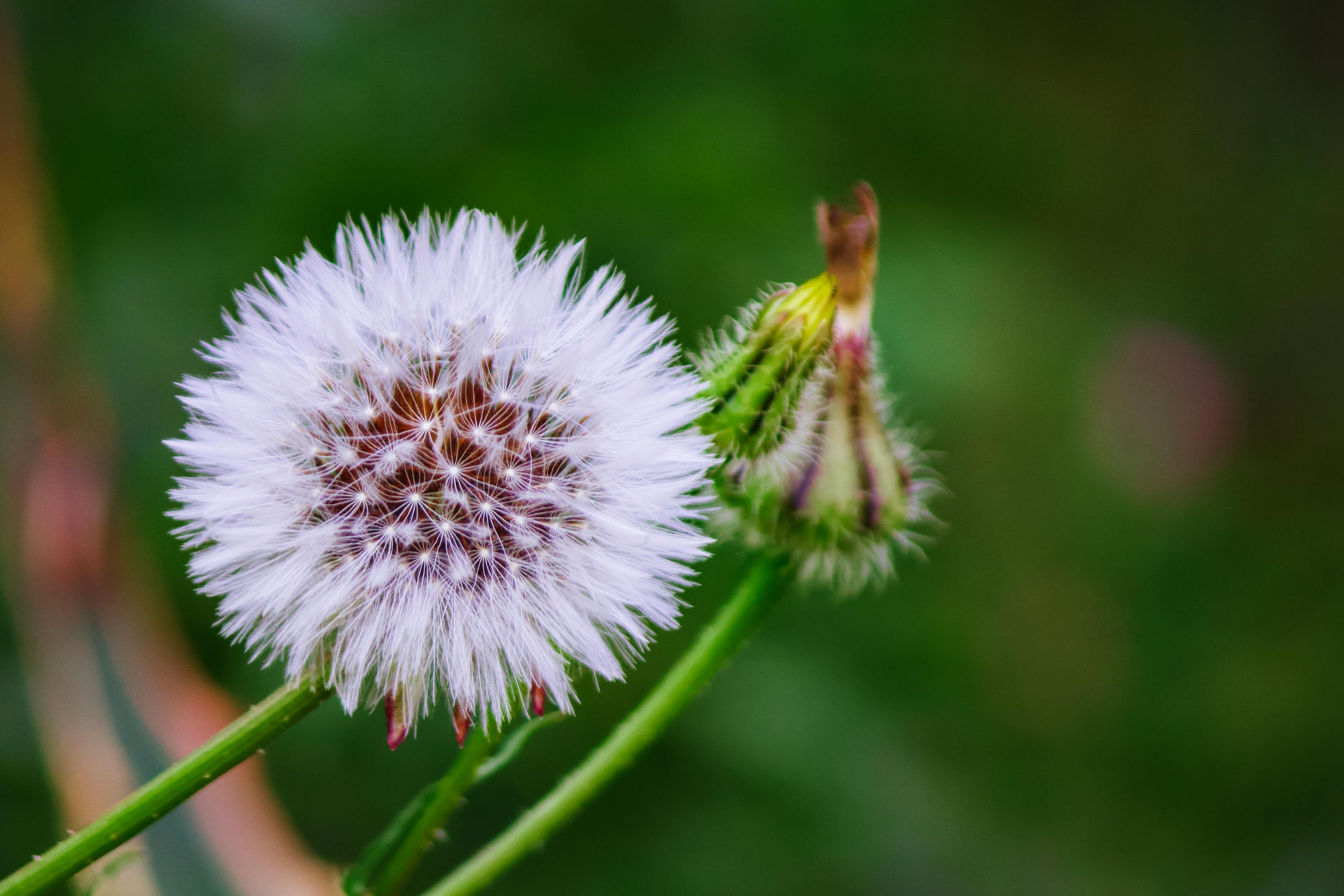雞蛋花綻放表面寧靜，實際上卻是新住民適應生活的挑戰