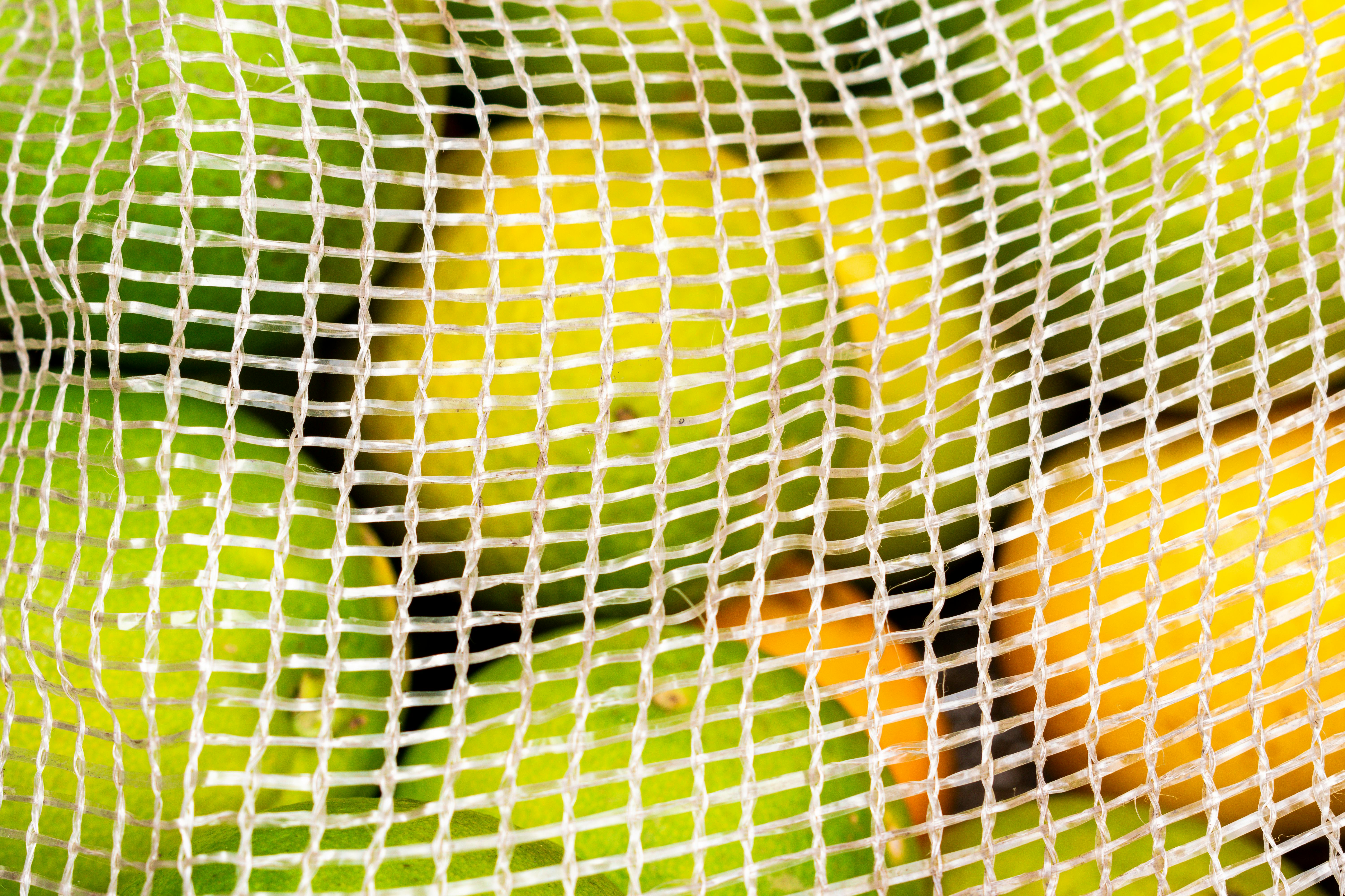Vibrant lemons and limes captured in a mesh bag, showcasing freshness and texture.