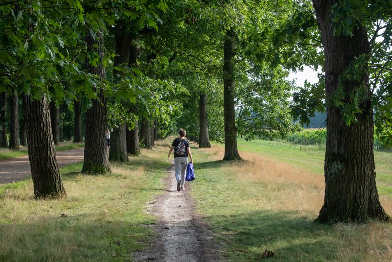 Person walking on a forest path surrounded by lush greenery
