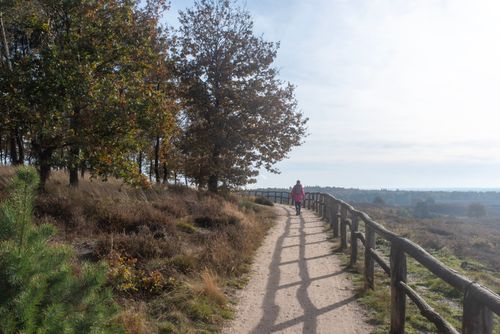 Free A person in a pink jacket walks along a scenic path lined with wooden railings and autumn trees. Stock Photo