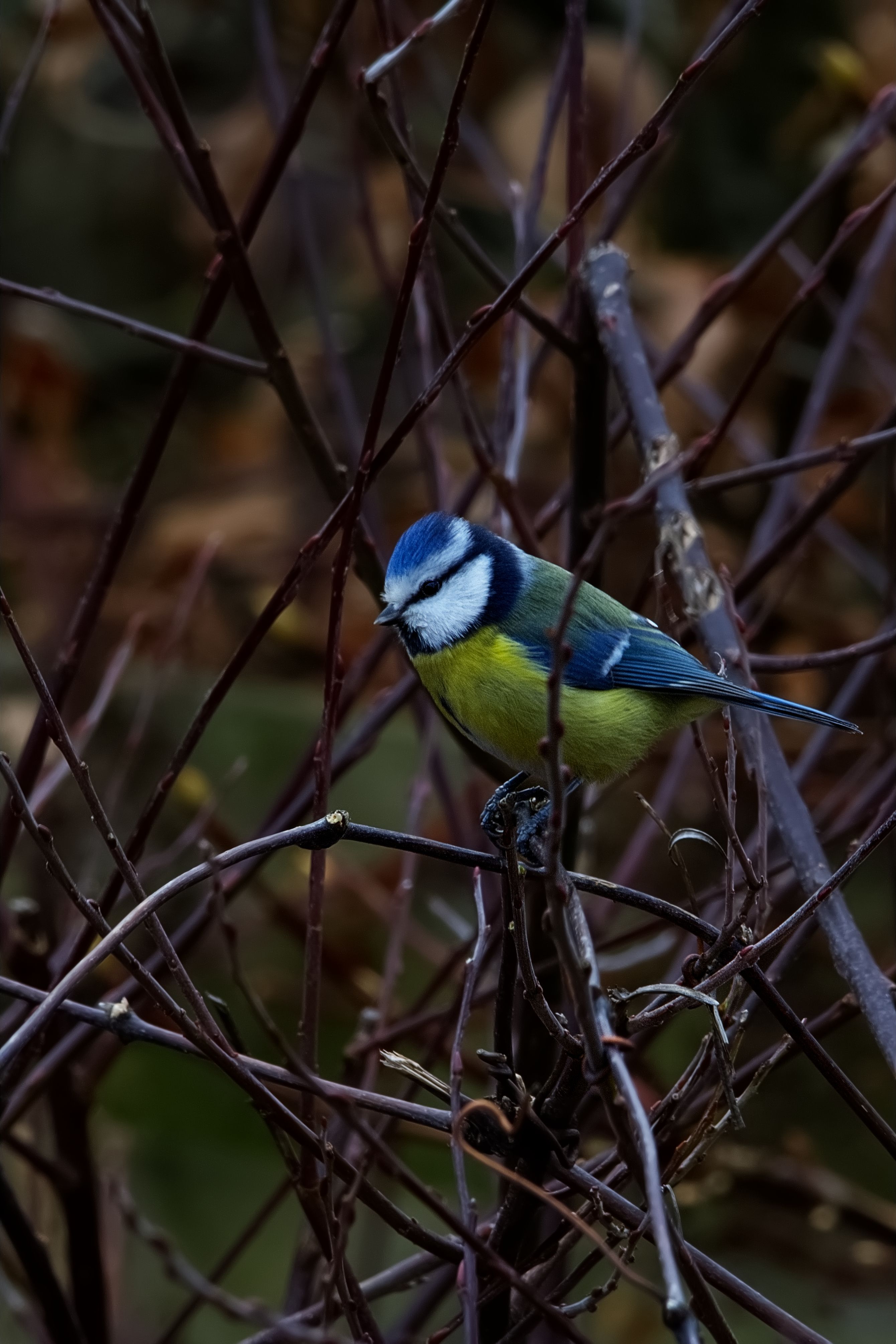 A vibrant blue tit sits perched on bare branches, heralding the arrival of spring.
