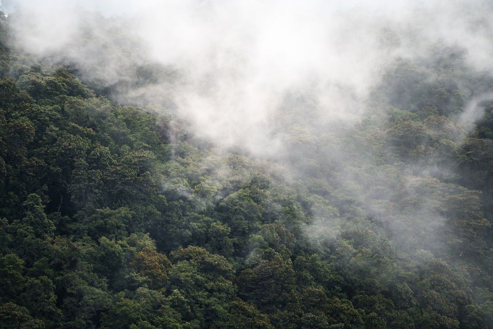 Mist drifts through the cloud forest canopy at dawn