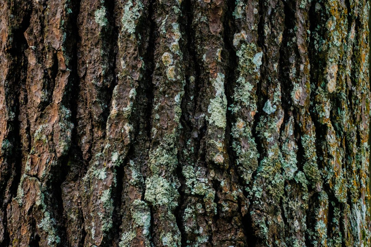 Scoarta brazdata acoperita de licheni verde-cenusii