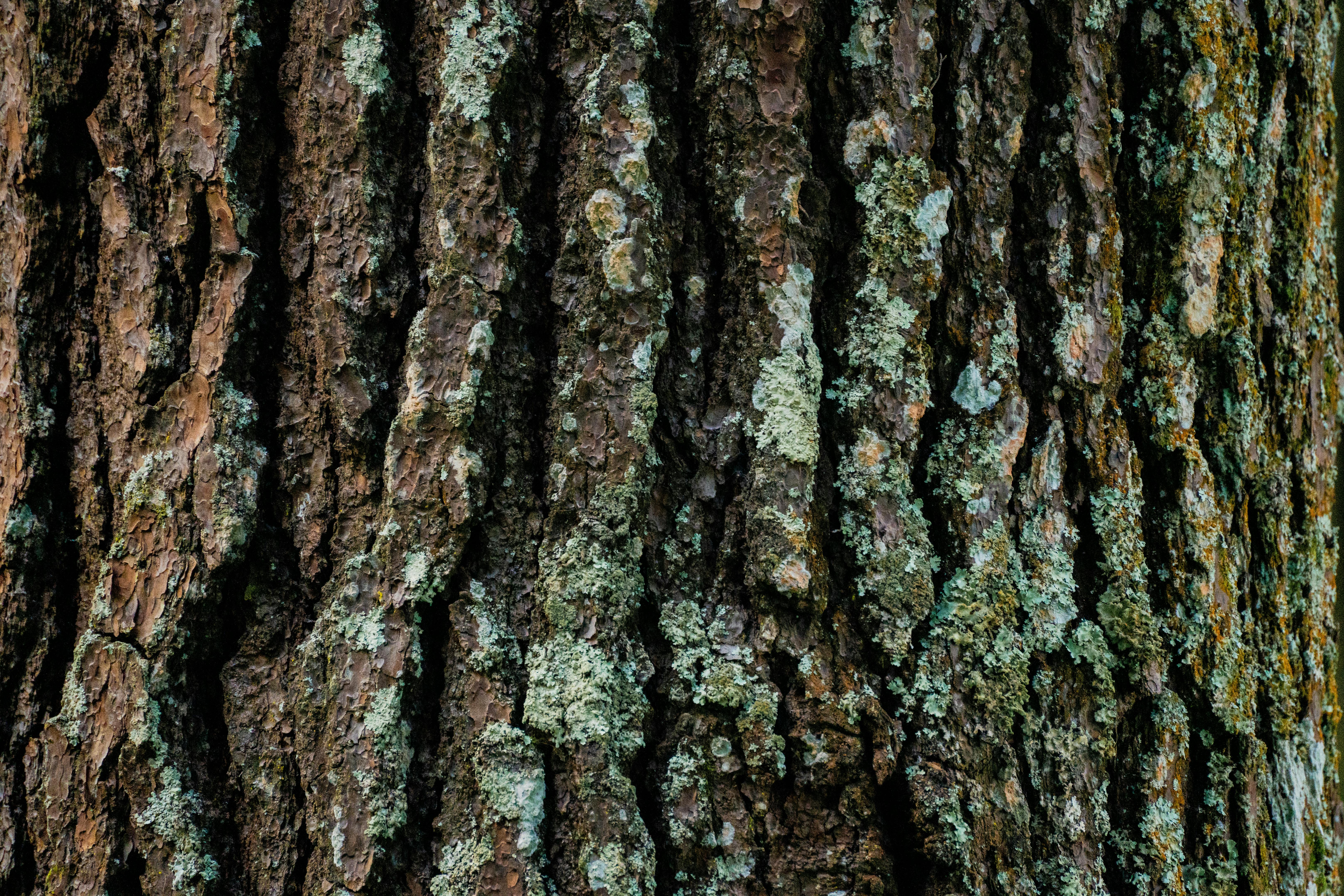 Gratis Vista detallada de la corteza de un árbol cubierta de liquen verde, que muestra textura y patrones naturales. Foto de stock