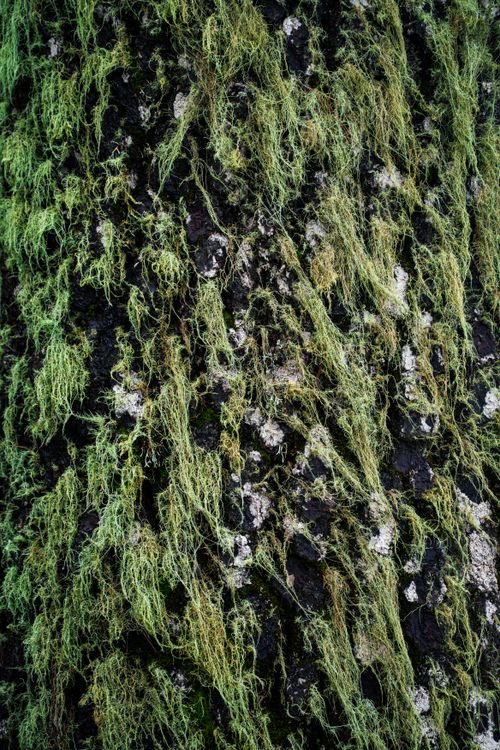 Free Detailed texture of green lichen covering tree bark, showcasing natural patterns. Stock Photo