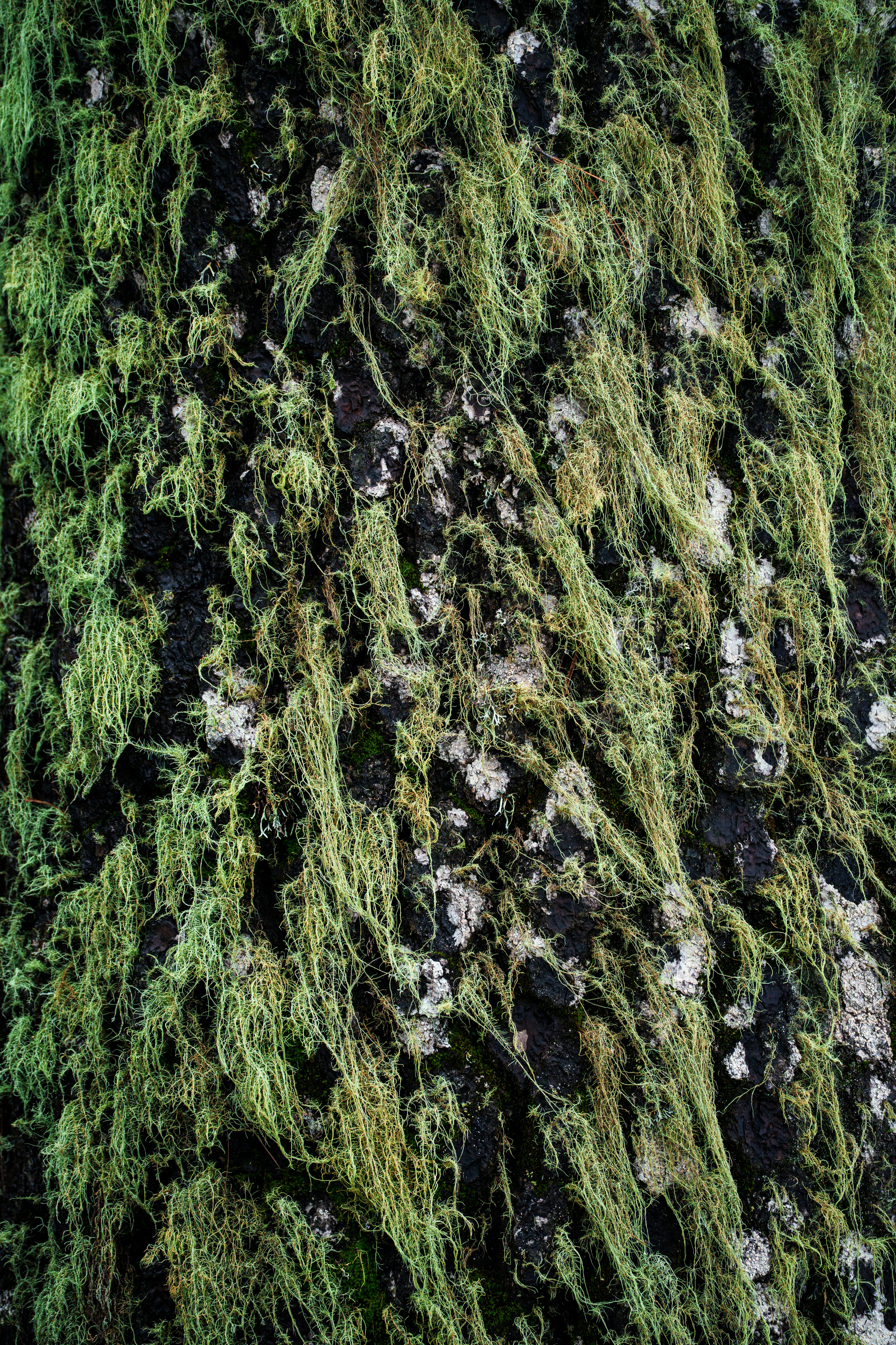 gratis Gedetailleerde textuur van groene korstmossen die de boomschors bedekken, met natuurlijke patronen. Stockfoto