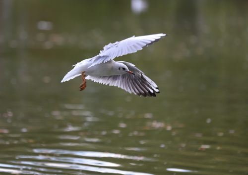 Free A seagull flies gracefully over a serene body of water with wings fully spread. Stock Photo