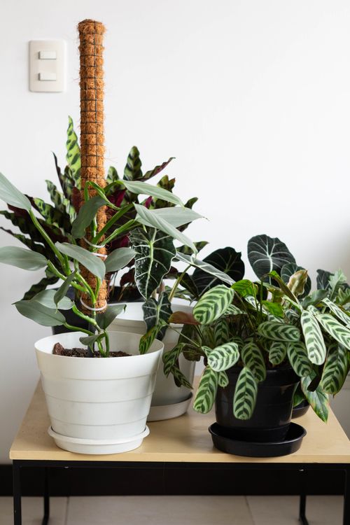 Free A variety of tropical house plants in pots on a table indoors, perfect for home decor. Stock Photo