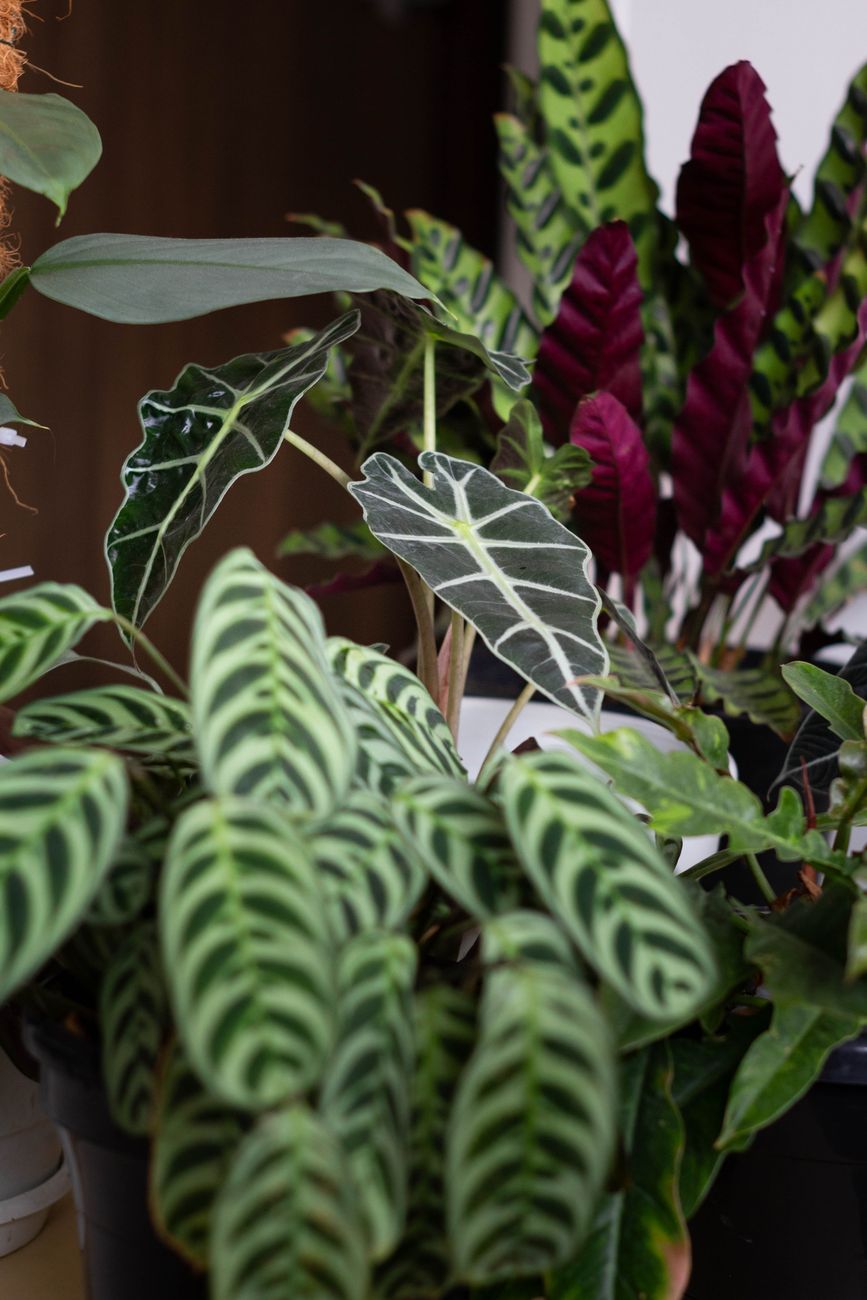 A rich assortment of tropical house plants, showcasing vibrant foliage indoors.
