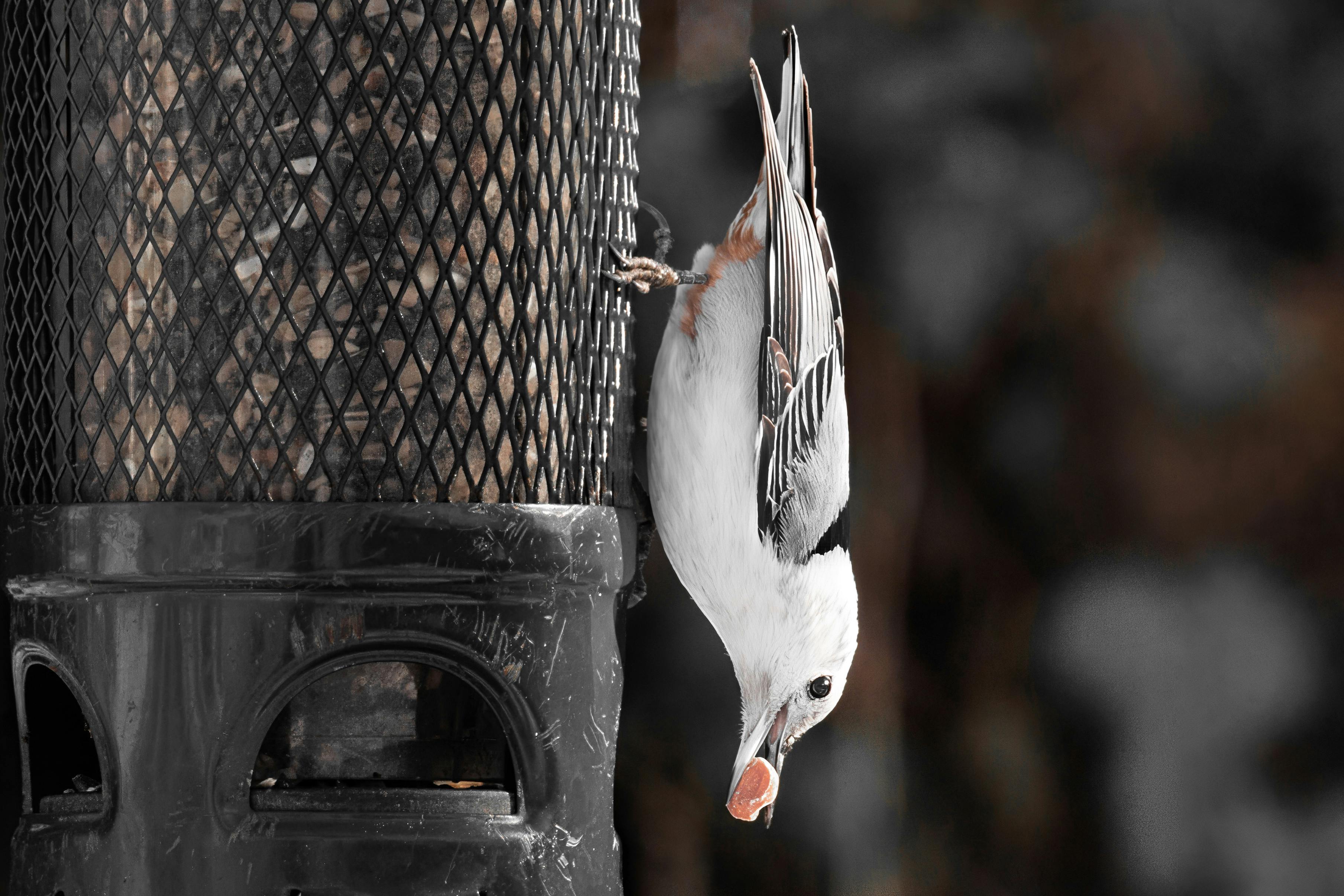 無料 アメリカ, くちばし, コネチカットの無料の写真素材 写真素材